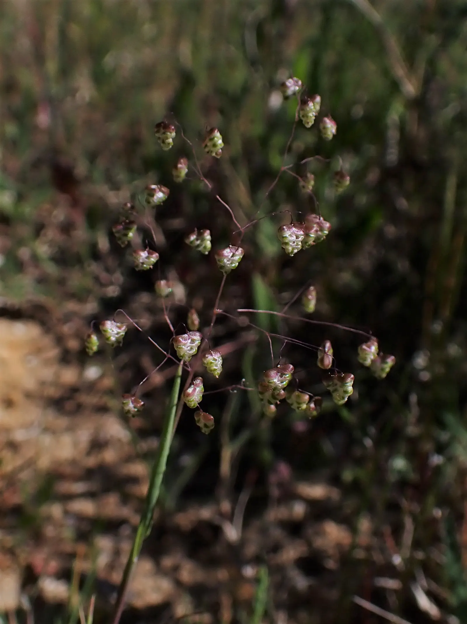 Quaking Grass (Briza Media) — Preferring full sun or partial shade, it's suitable for well-drained soils; grass with gold and green and yellow, image 82