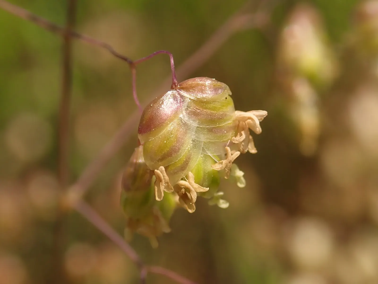 Quaking Grass (Briza Media) — With minimal maintenance requirements, it only requires cutting back in early spring before new growth begins; scientifically