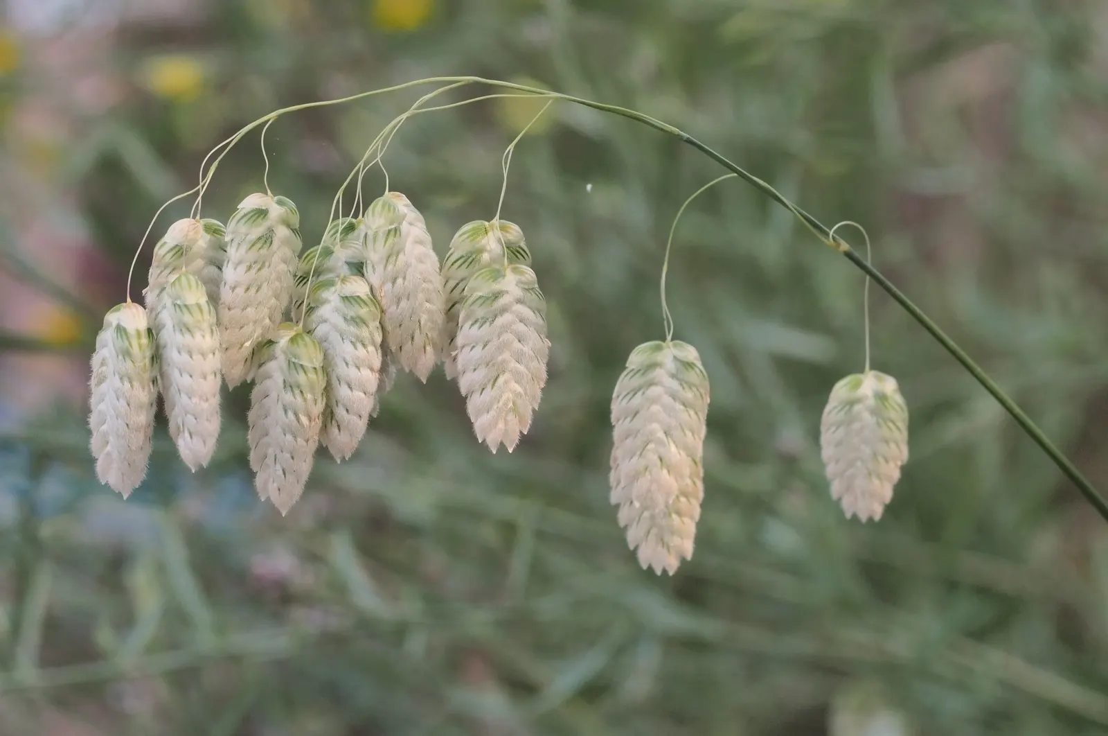 Quaking Grass (Briza Media) — arching stems bear the delicate green to purple flowers from late spring to mid-summer