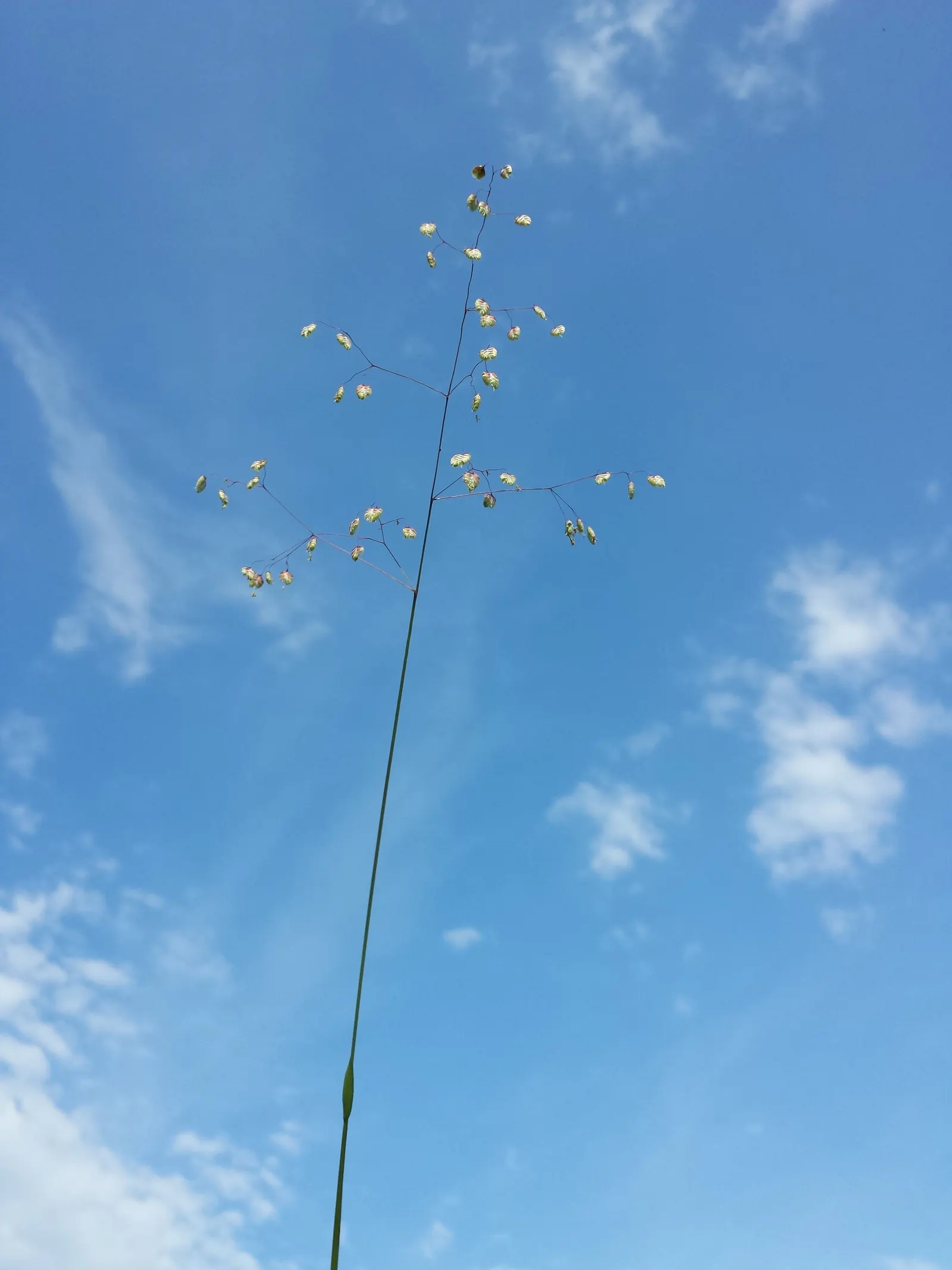Quaking Grass (Briza Media) — which is beneficial for water conservation in the landscape; grass for full or half, image 71