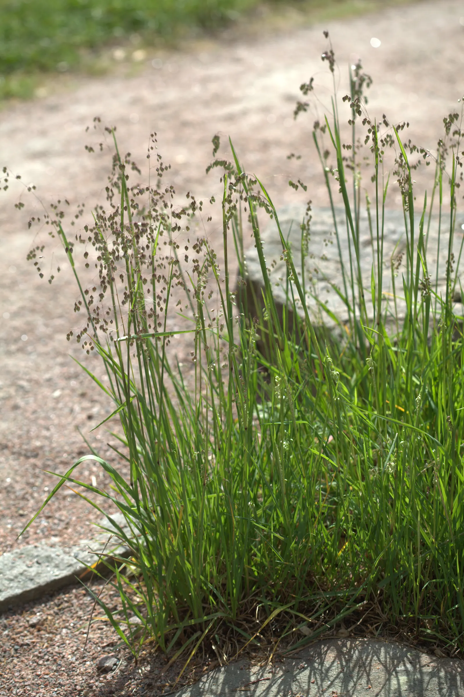 Quaking Grass (Briza Media) — grass for full or half; and its low height allows for easy incorporation without overshadowing neighboring plants