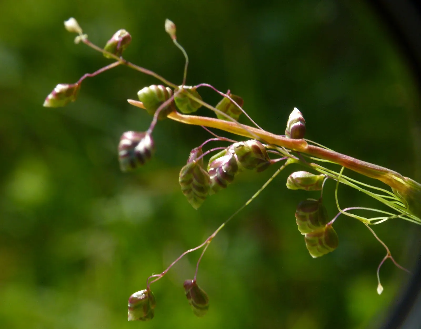 Quaking Grass (Briza Media) — the flowers transition to a straw color; making it a versatile selection for various garden areas.<br><br>Hardy in, image 66