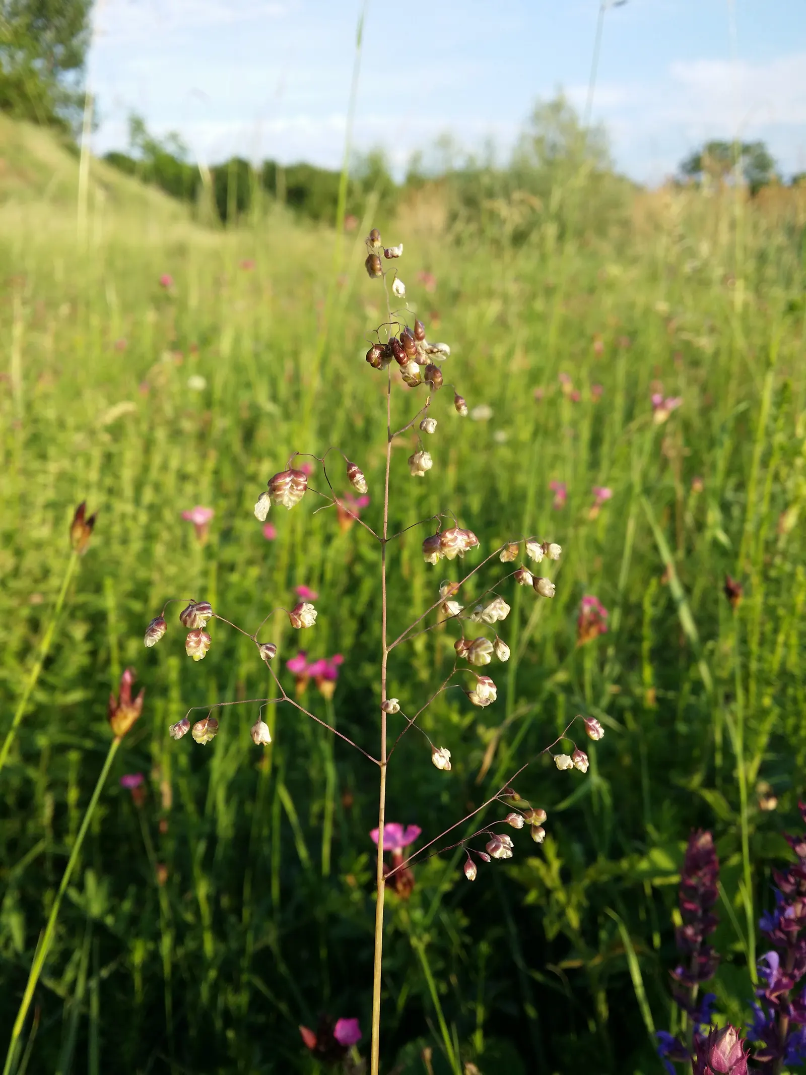 Quaking Grass (Briza Media) — which tremble captivatingly in the slightest breeze; this grass is named for its distinctive heart-shaped florets, image 113