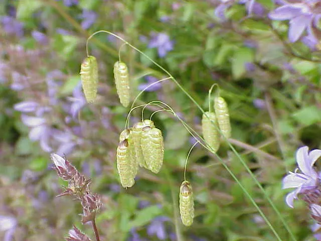 Quaking Grass (Briza Media) — arching stems bear the delicate green to purple flowers from late spring to mid-summer; creating a quivering effect that is both