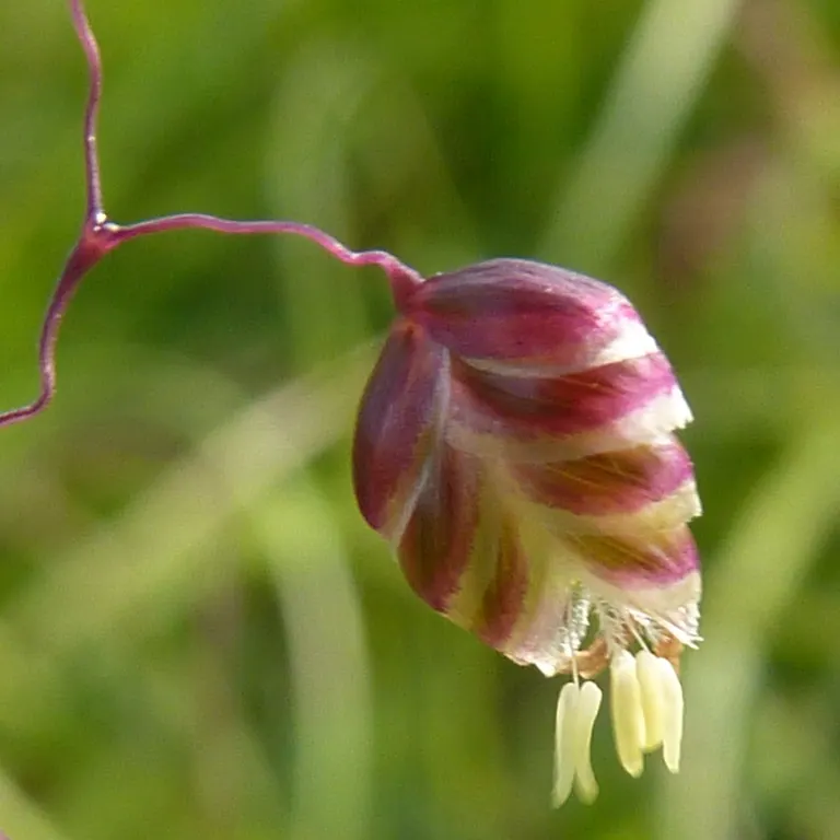 Quaking Grass (Briza Media) — and its low height allows for easy incorporation without overshadowing neighboring plants; heart-shaped florets that, image 101