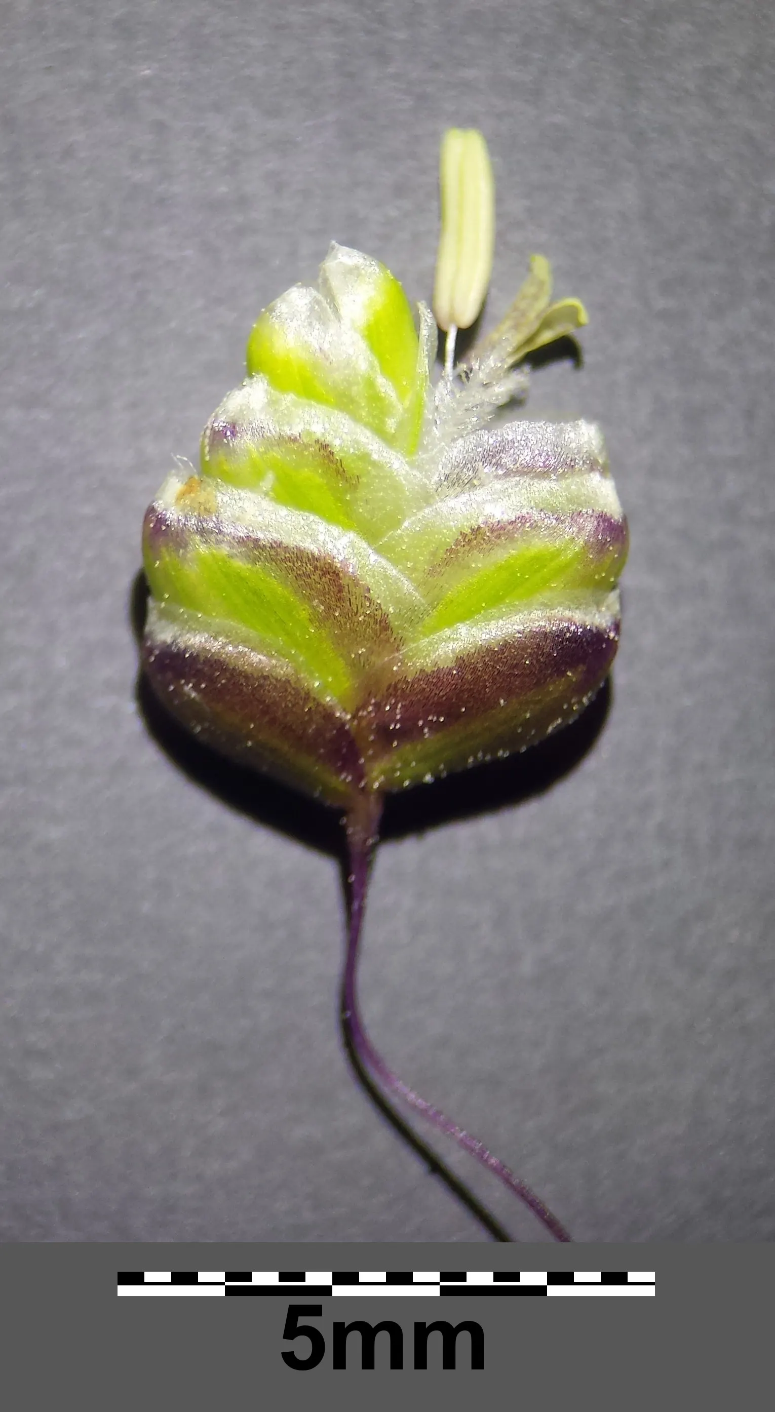 Quaking Grass (Briza Media) — also revered as 'Common Quaking Grass'; preferring full sun or partial shade, it's suitable for well-drained soils, image 79