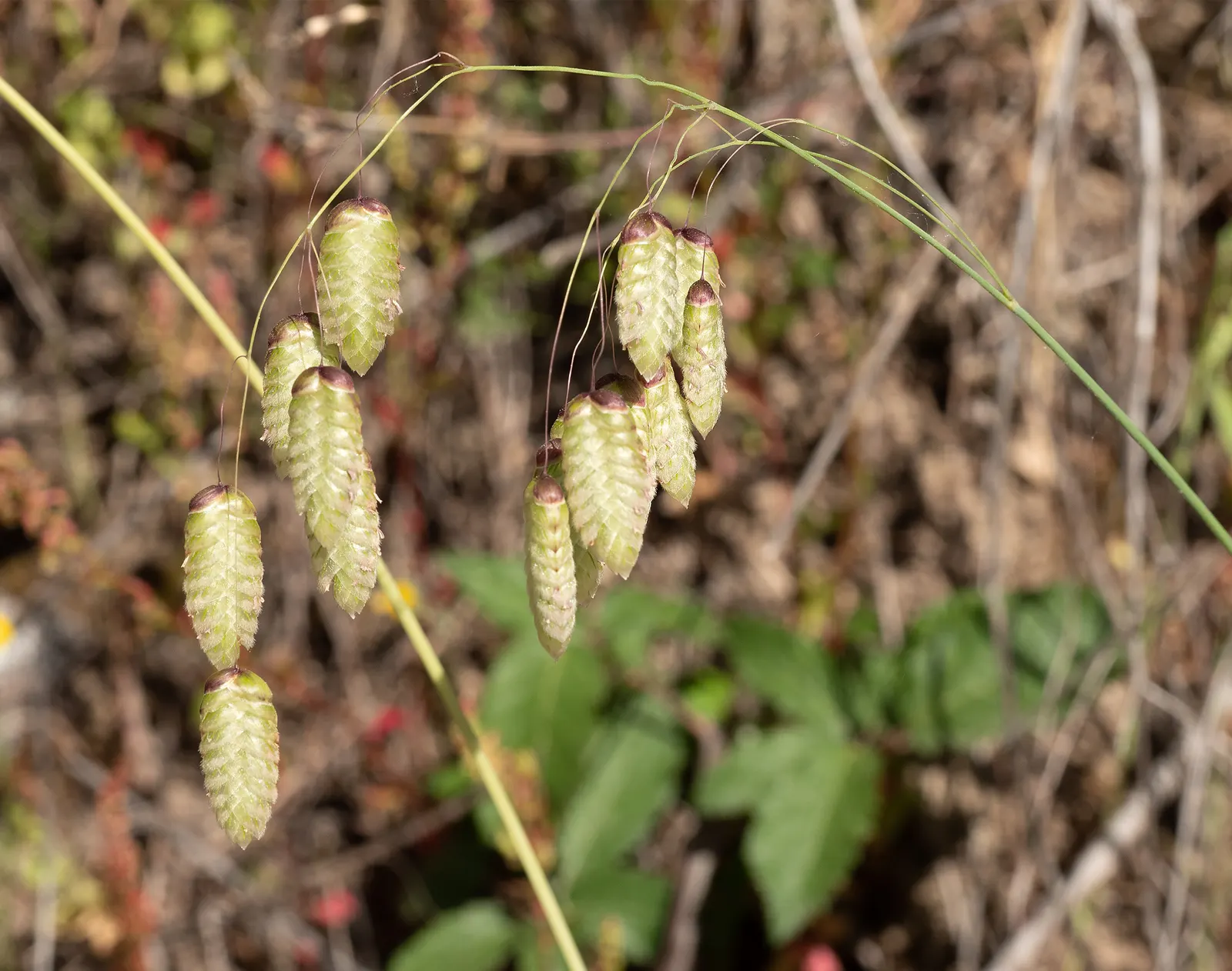 Quaking Grass (Briza Media) — which tremble captivatingly in the slightest breeze; this grass is named for its distinctive heart-shaped florets, image 87