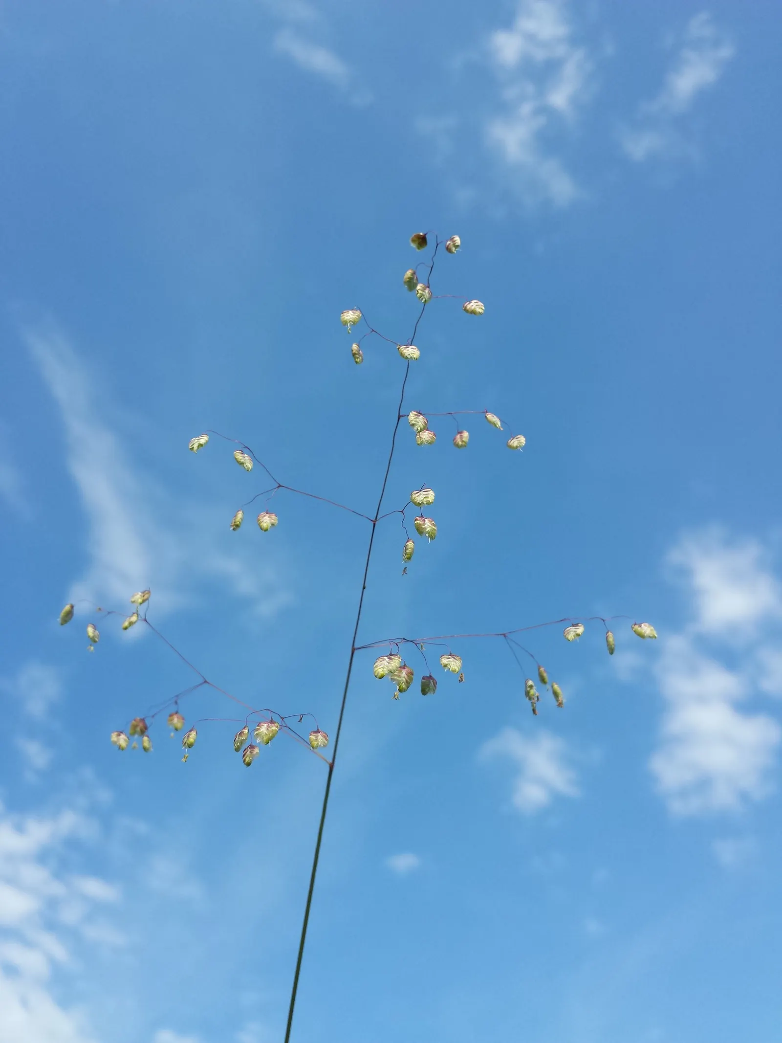 Quaking Grass (Briza Media) — heart-shaped florets that quiver in the breeze; the plant typically grows to a height of 12 to 18 inches, image 106