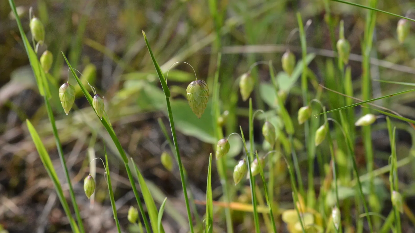 Quaking Grass (Briza Media) — arching stems bear the delicate green to purple flowers from late spring to mid-summer; creating a quivering effect, image 91