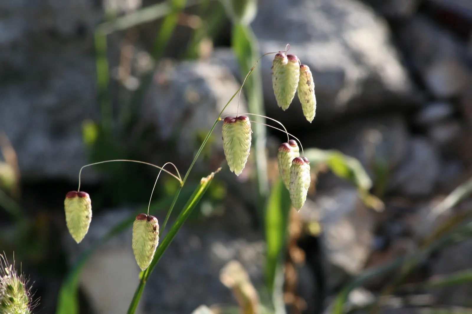 Quaking Grass (Briza Media) — making it a versatile selection for various garden areas.<br><br>Hardy in USDA Zones 4 to 9; which makes it ideal for use as