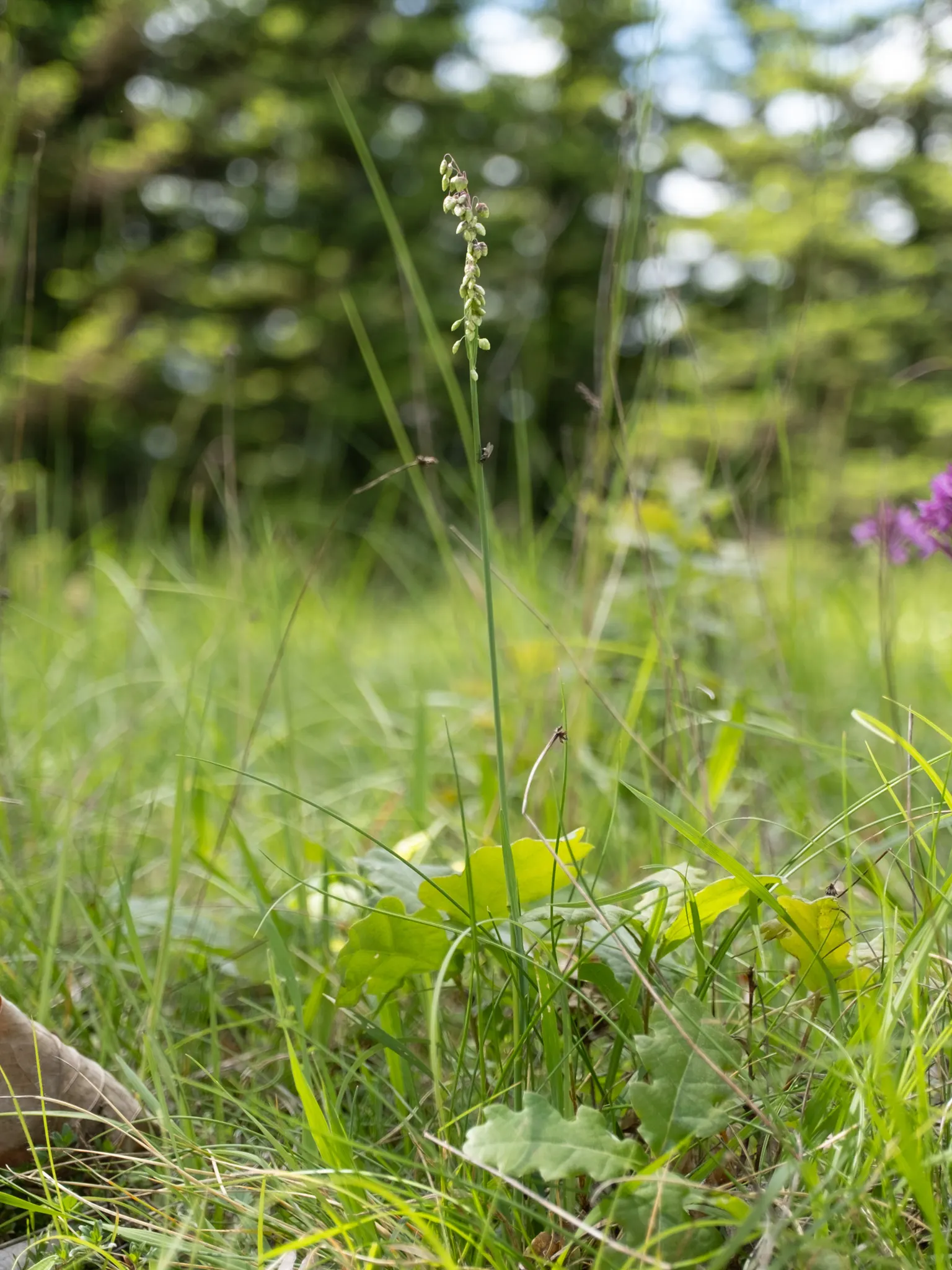Quaking Grass (Briza Media) — the flowers transition to a straw color; making it a versatile selection for various garden areas.<br><br>Hardy in, image 92