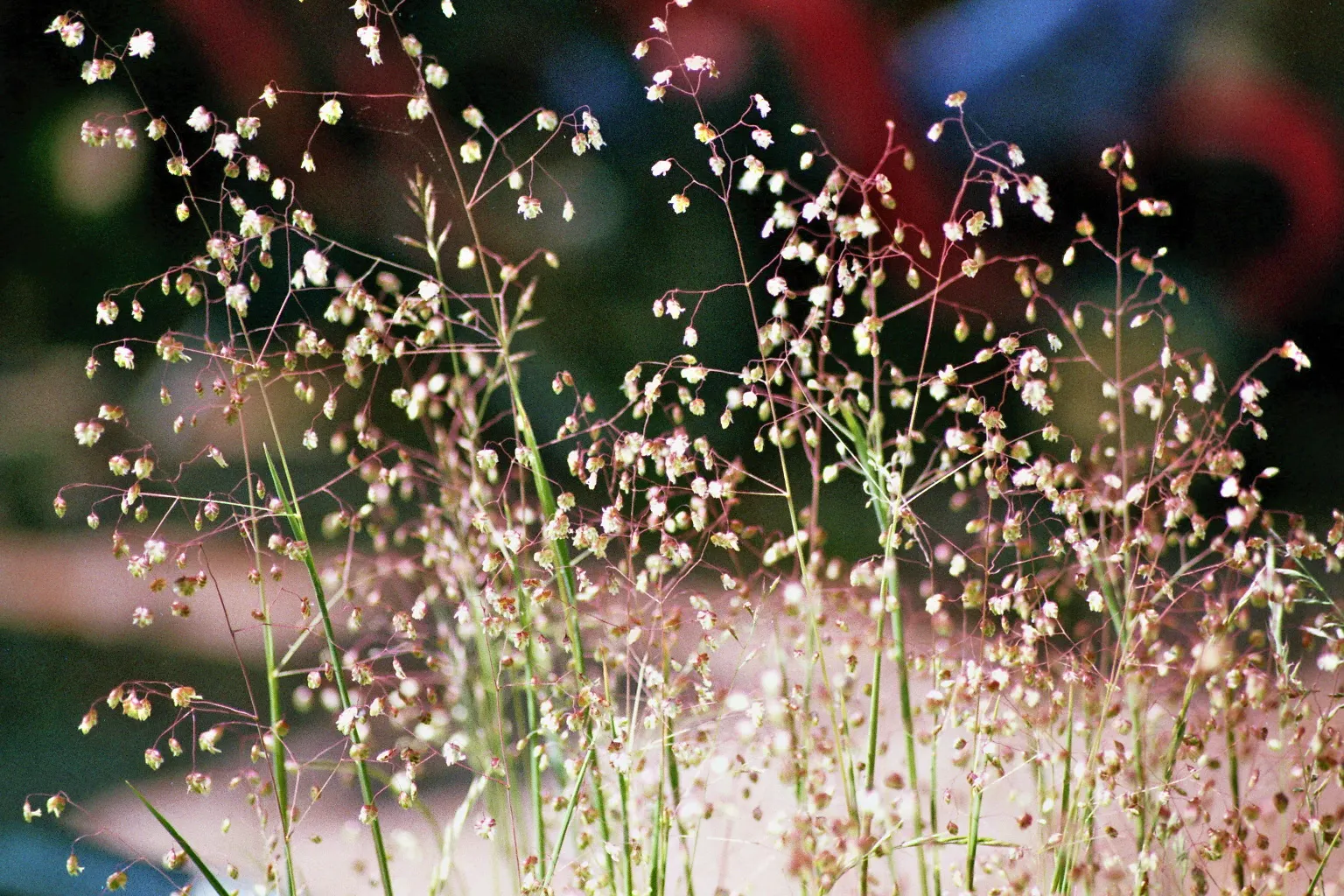 Quaking Grass (Briza Media) — also revered as 'Common Quaking Grass'; preferring full sun or partial shade, it's suitable for well-drained soils, image 131