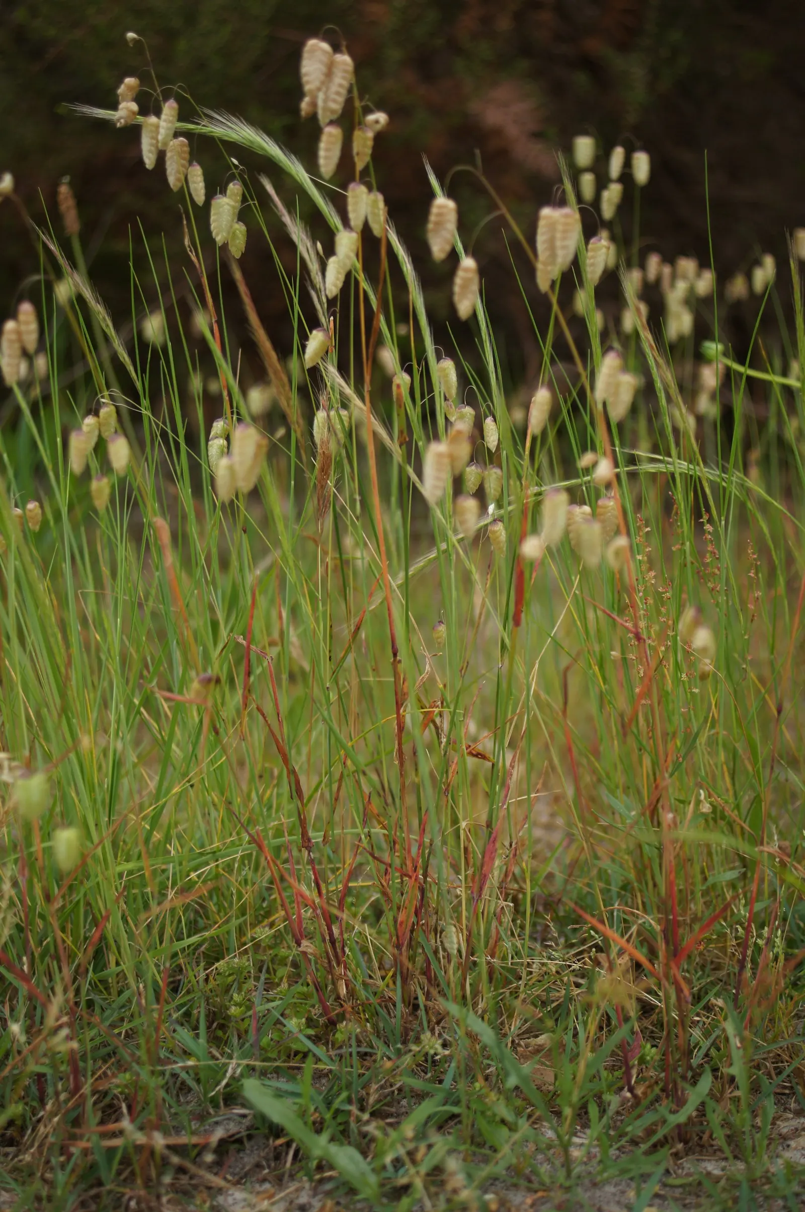 Quaking Grass (Briza Media) — This grass is a charming choice for naturalistic and meadow-style landscapes; green hue with minimal maintenance
