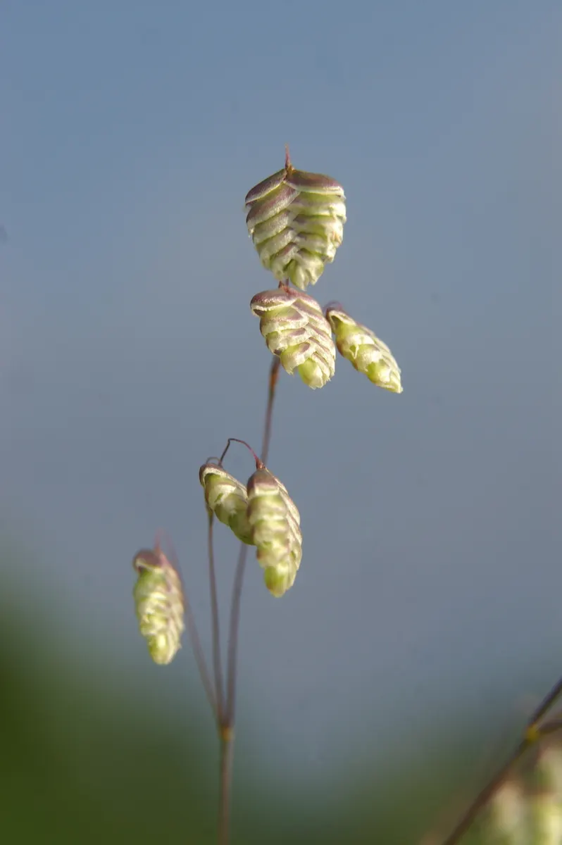 Quaking Grass (Briza Media) — and a naturalistic touch to a garden space; this plant is an excellent choice for adding texture, image 126
