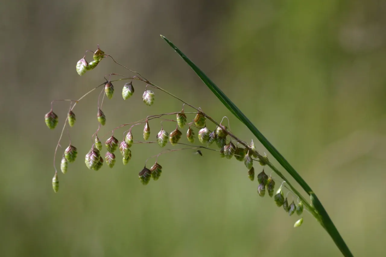 Quaking Grass (Briza Media) — Quaking Grass is also drought-tolerant once established; which is beneficial for water conservation in the landscape, image 70