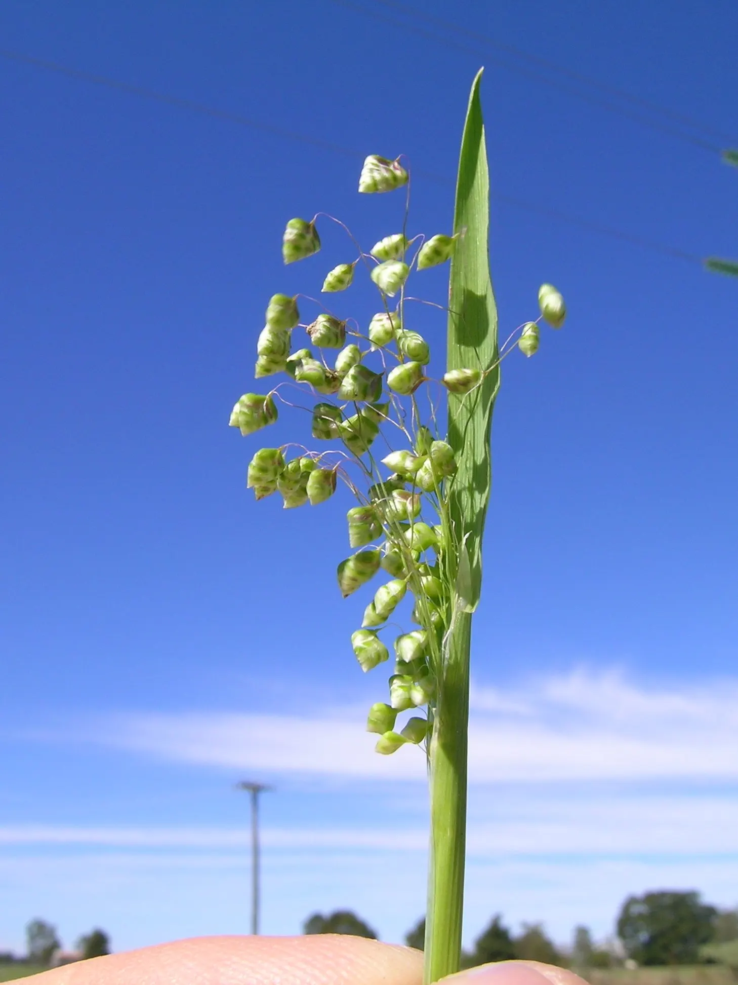 Quaking Grass (Briza Media) — This perennial reaches 1-2 feet tall and thrives in USDA zones 4-8