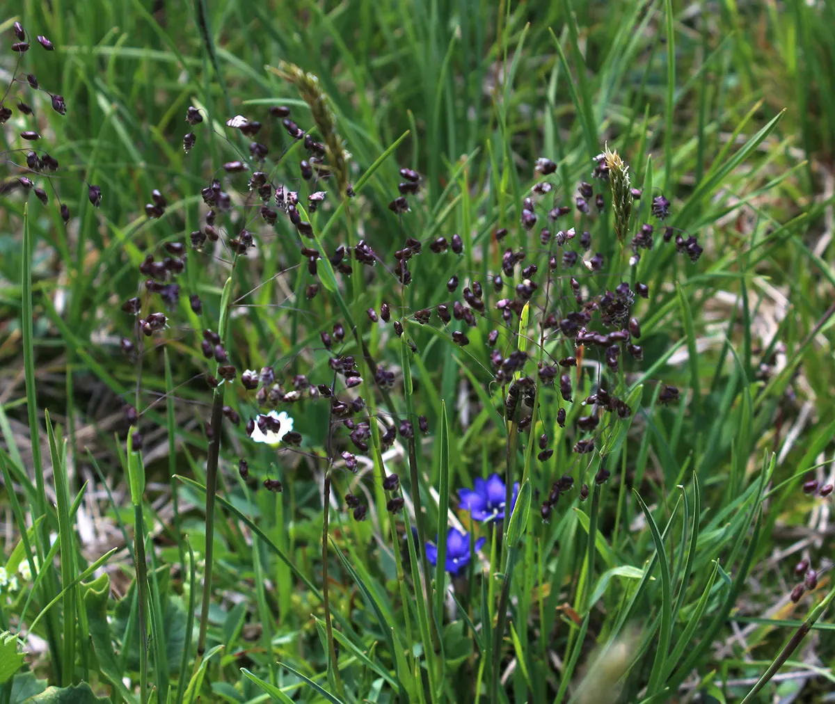 Quaking Grass (Briza Media) — heart-shaped florets that quiver in the breeze