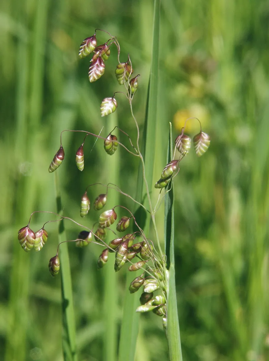 Quaking Grass (Briza Media) — With minimal maintenance requirements, it only requires cutting back in early spring before new growth begins