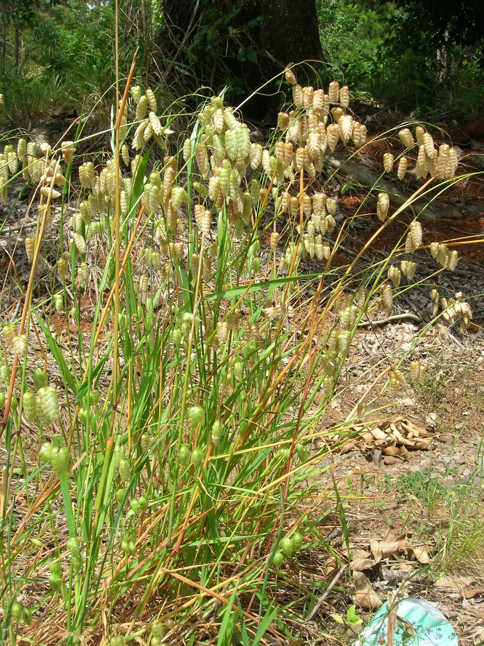 Quaking Grass (Briza Media) — grass for full or half; and its low height allows for easy incorporation without overshadowing neighboring plants, image 130