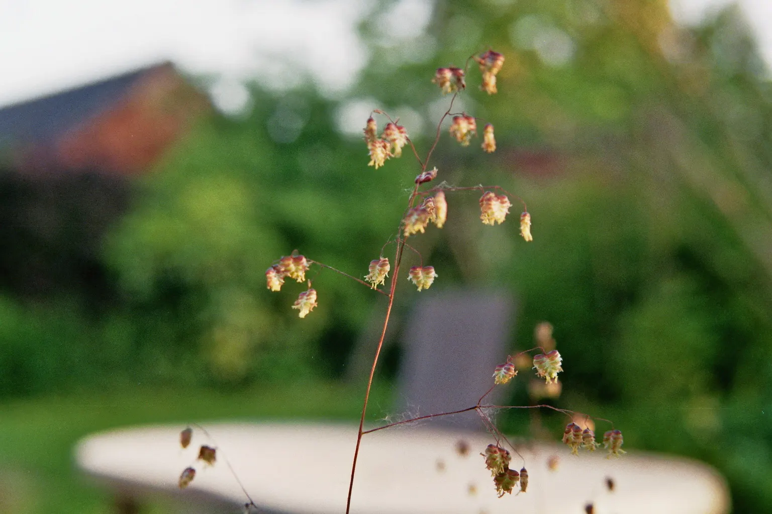 Quaking Grass (Briza Media) — adding visual interest even in the dormant season; gold and green and yellow flowers in the garden, image 119