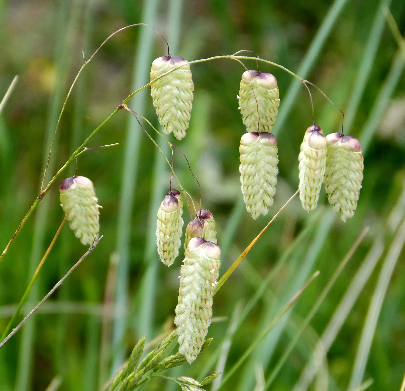 Quaking Grass (Briza Media) — Quaking Grass is also drought-tolerant once established; which is beneficial for water conservation in the landscape, image 122