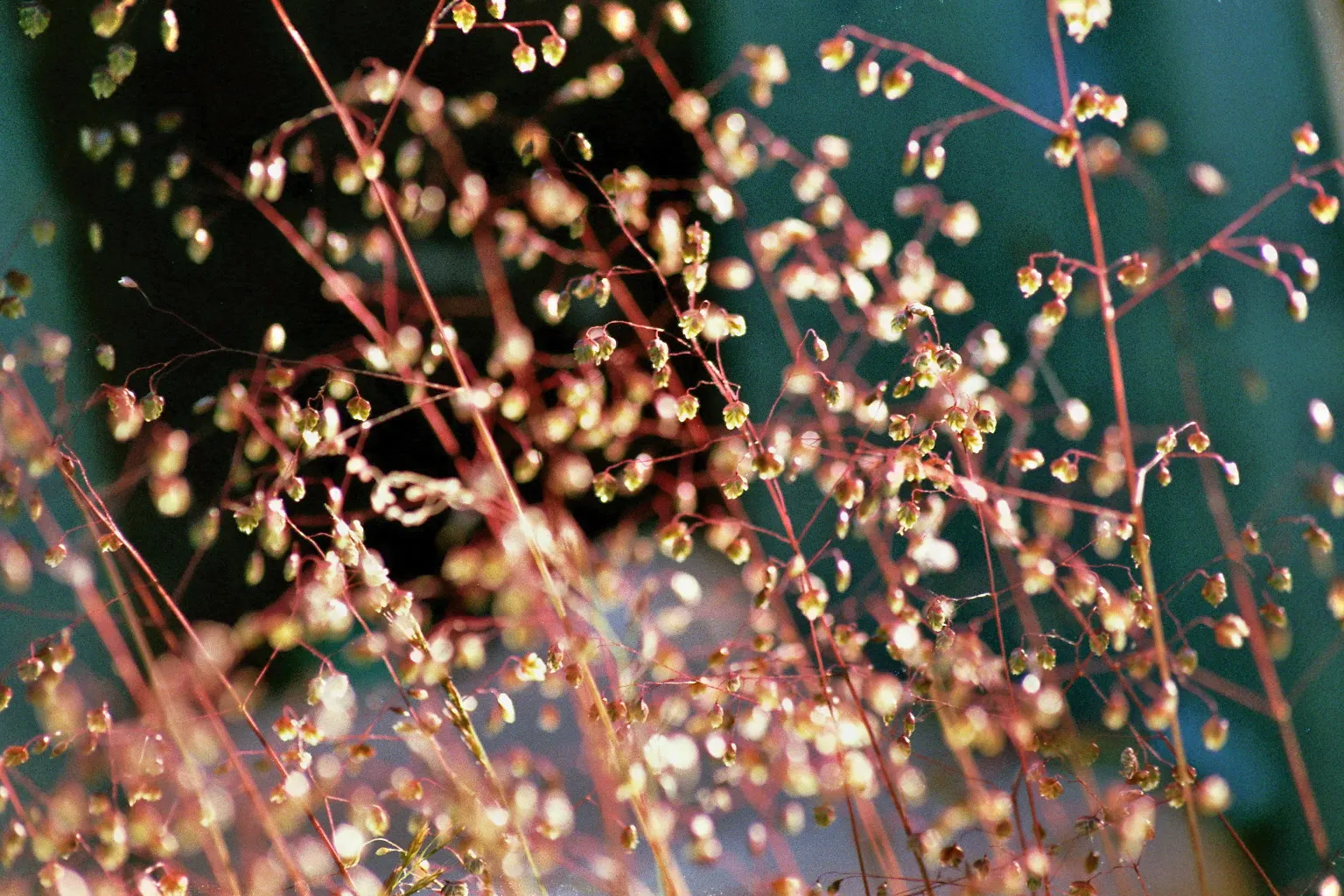 Quaking Grass (Briza Media) — scientifically named Briza media; with minimal maintenance requirements, it only requires cutting back in early, image 59