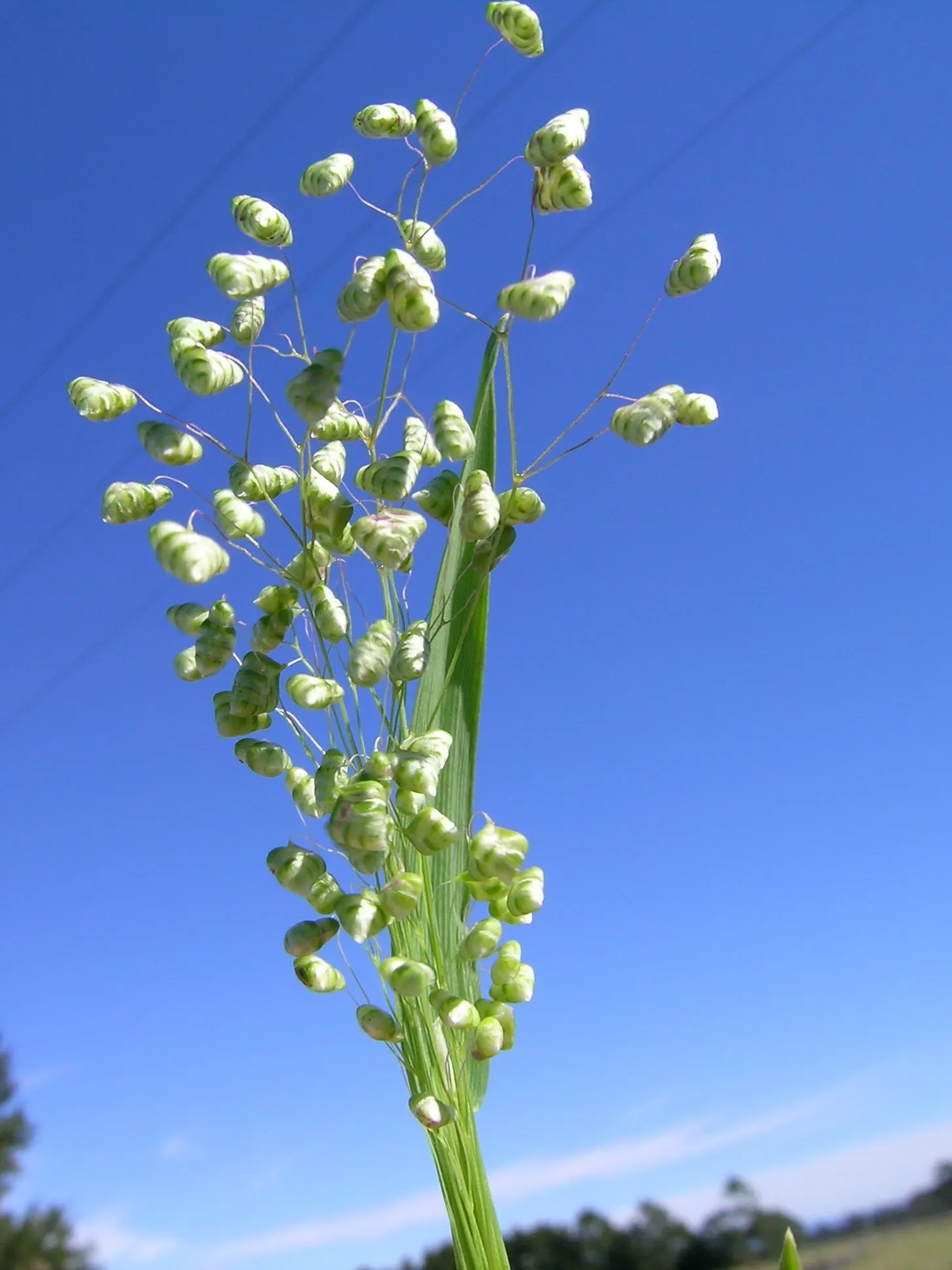 Quaking Grass (Briza Media) — gold and green and yellow flowers in the garden; which tremble captivatingly in the slightest breeze, image 76