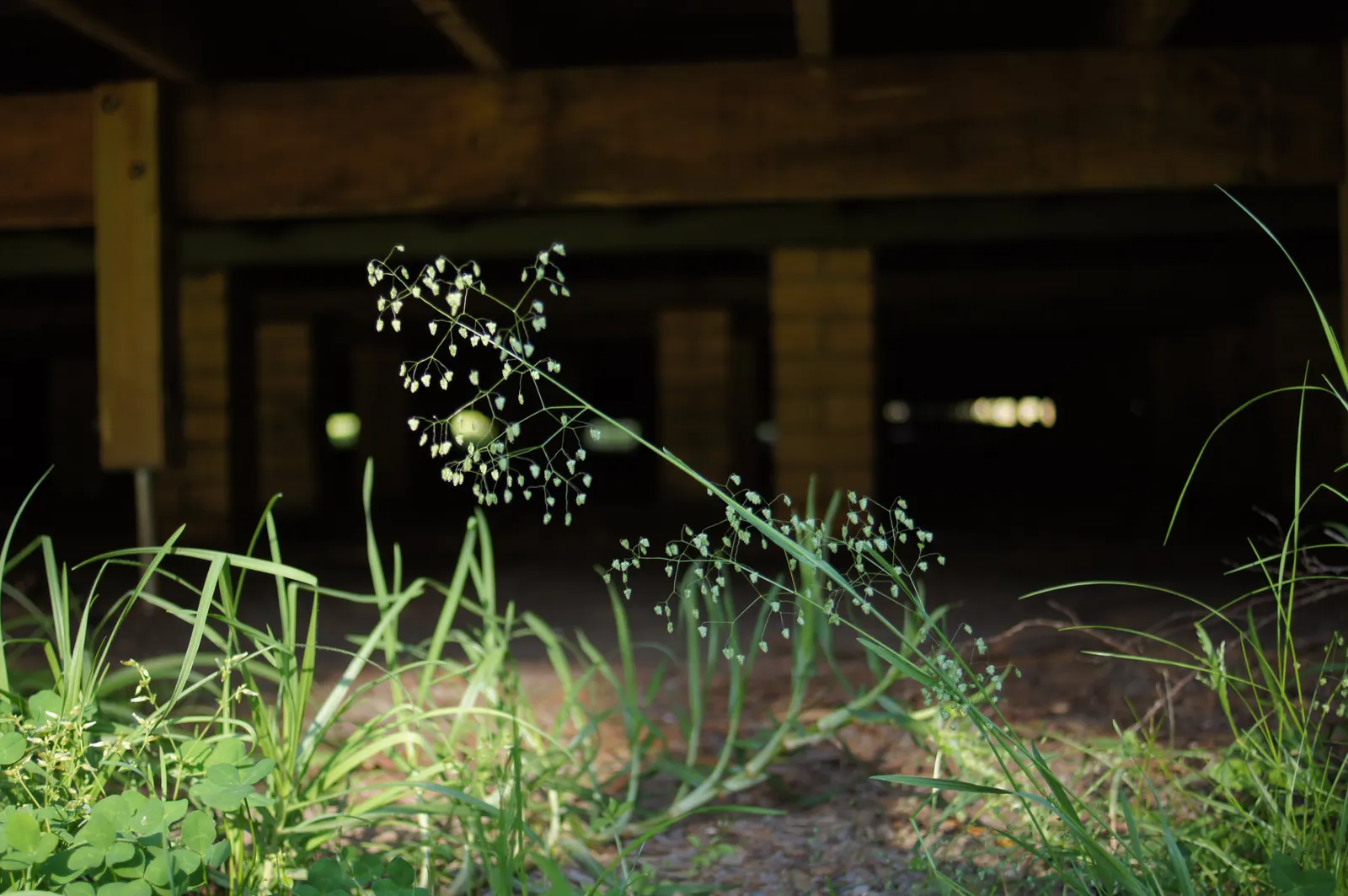 Quaking Grass (Briza Media) — With minimal maintenance requirements, it only requires cutting back in early spring before new growth begins, image 72