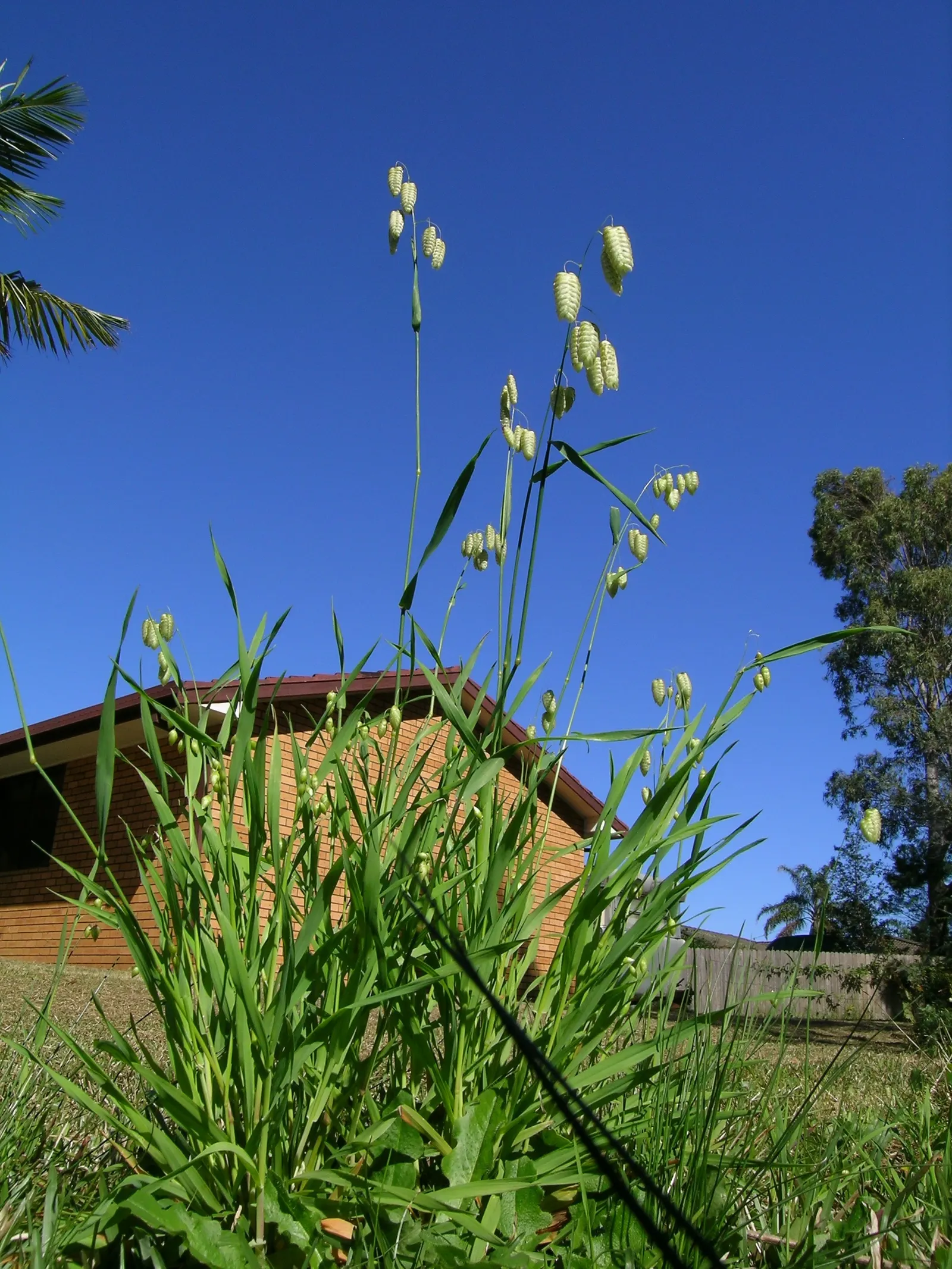 Quaking Grass (Briza Media) — which tremble captivatingly in the slightest breeze; this grass is named for its distinctive heart-shaped florets