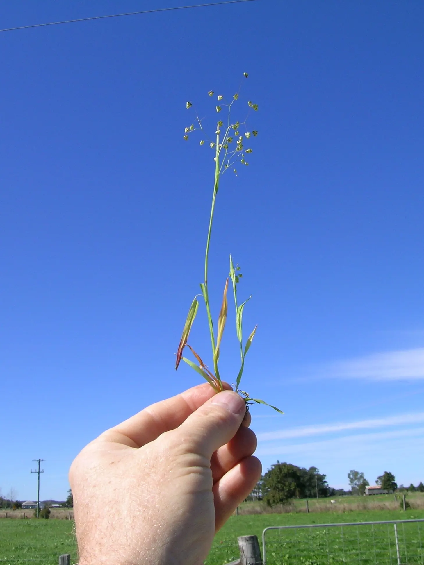Quaking Grass (Briza Media) — Briza media prefers full sun to partial shade and flourishes in well-drained soil; this grass is a charming choice for