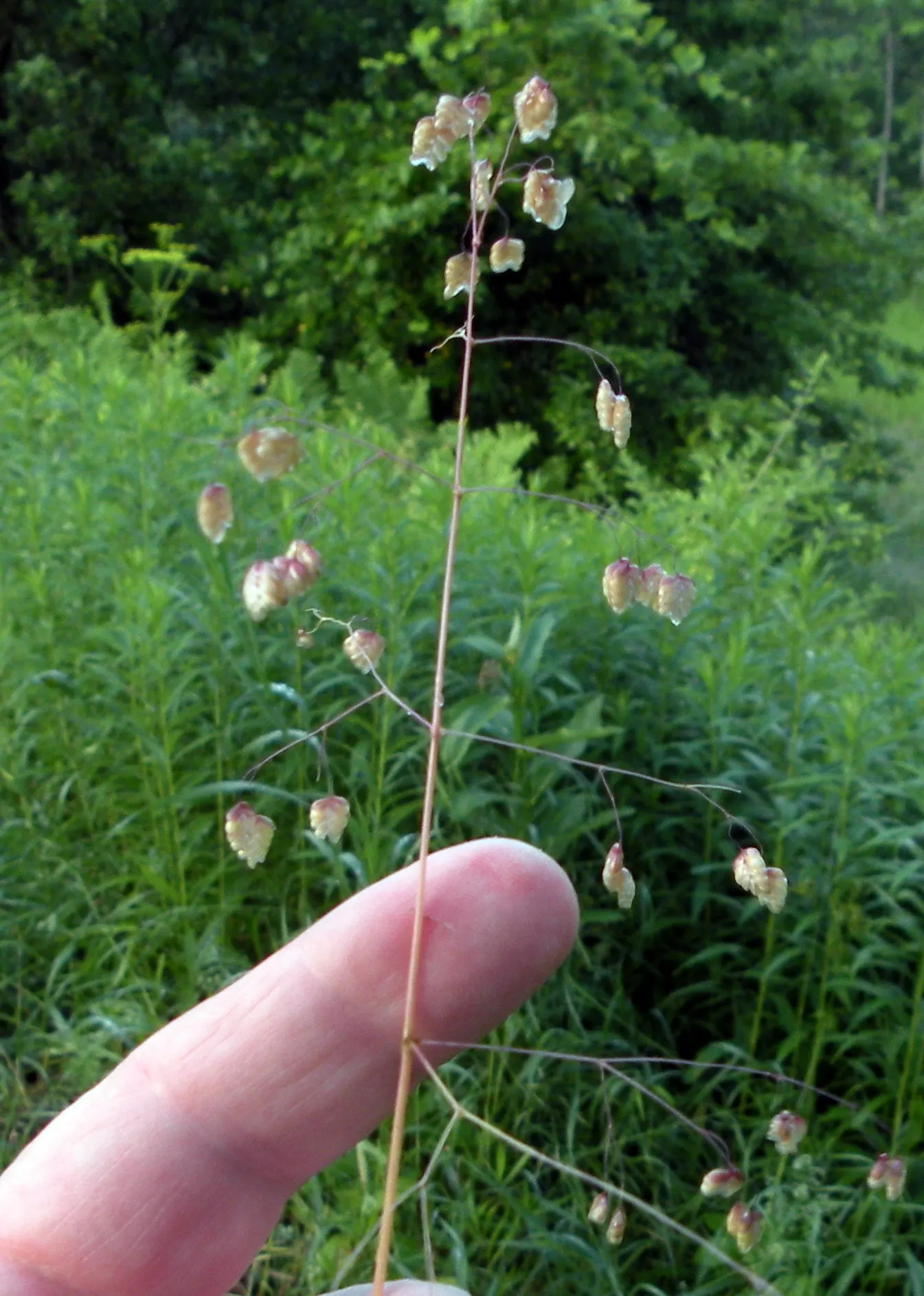 Quaking Grass (Briza Media) — making it a versatile selection for various garden areas.<br><br>Hardy in USDA Zones 4 to 9; which makes it ideal for, image 69
