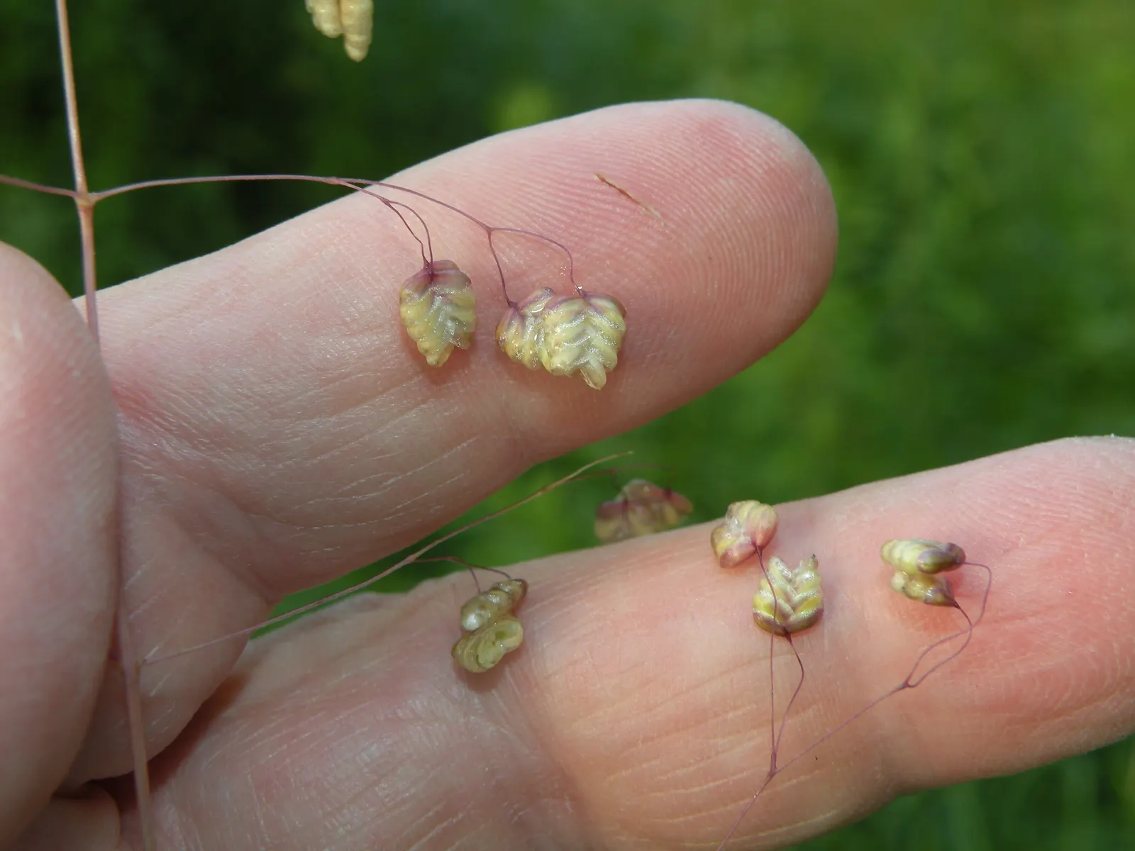 Quaking Grass (Briza Media) — grass for full or half; and its low height allows for easy incorporation without overshadowing neighboring plants, image 78