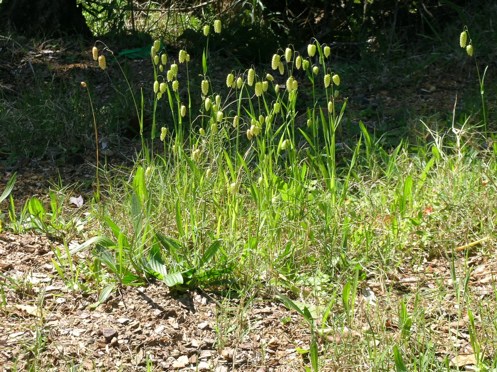 Quaking Grass (Briza Media) — With minimal maintenance requirements, it only requires cutting back in early spring before new growth begins, image 98