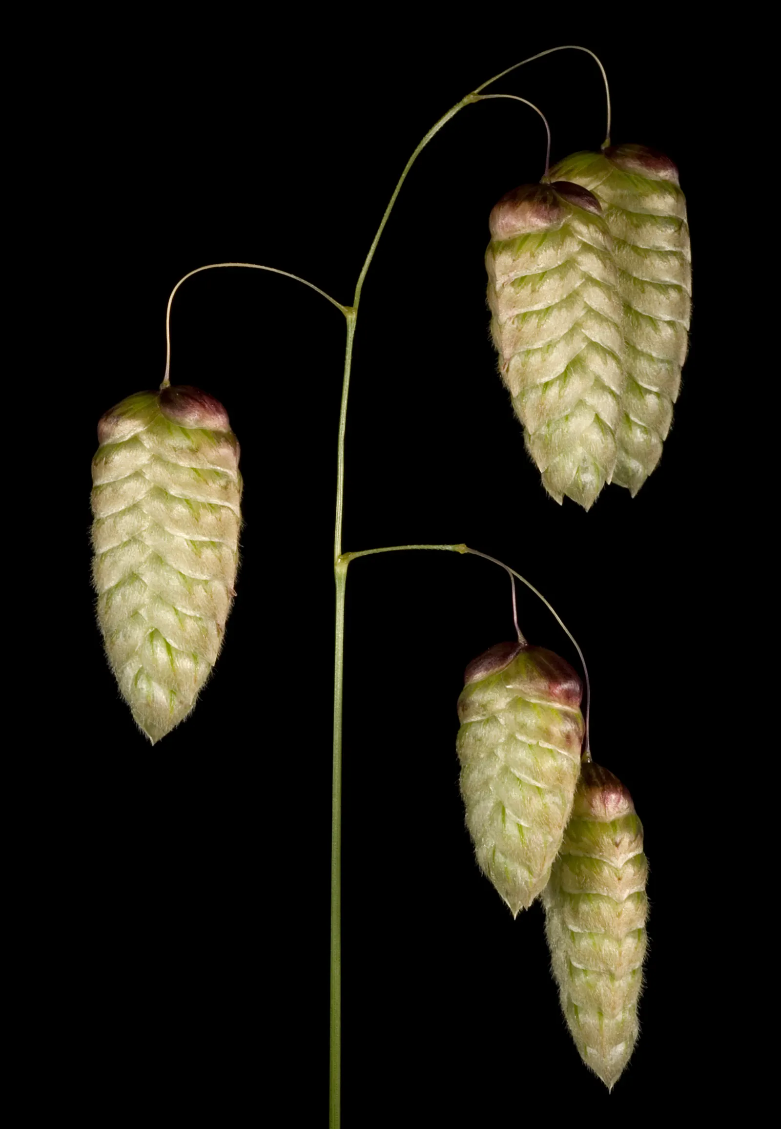Quaking Grass (Briza Media) — creating a quivering effect that is both soothing and visually engaging; adding visual interest even in the dormant, image 62