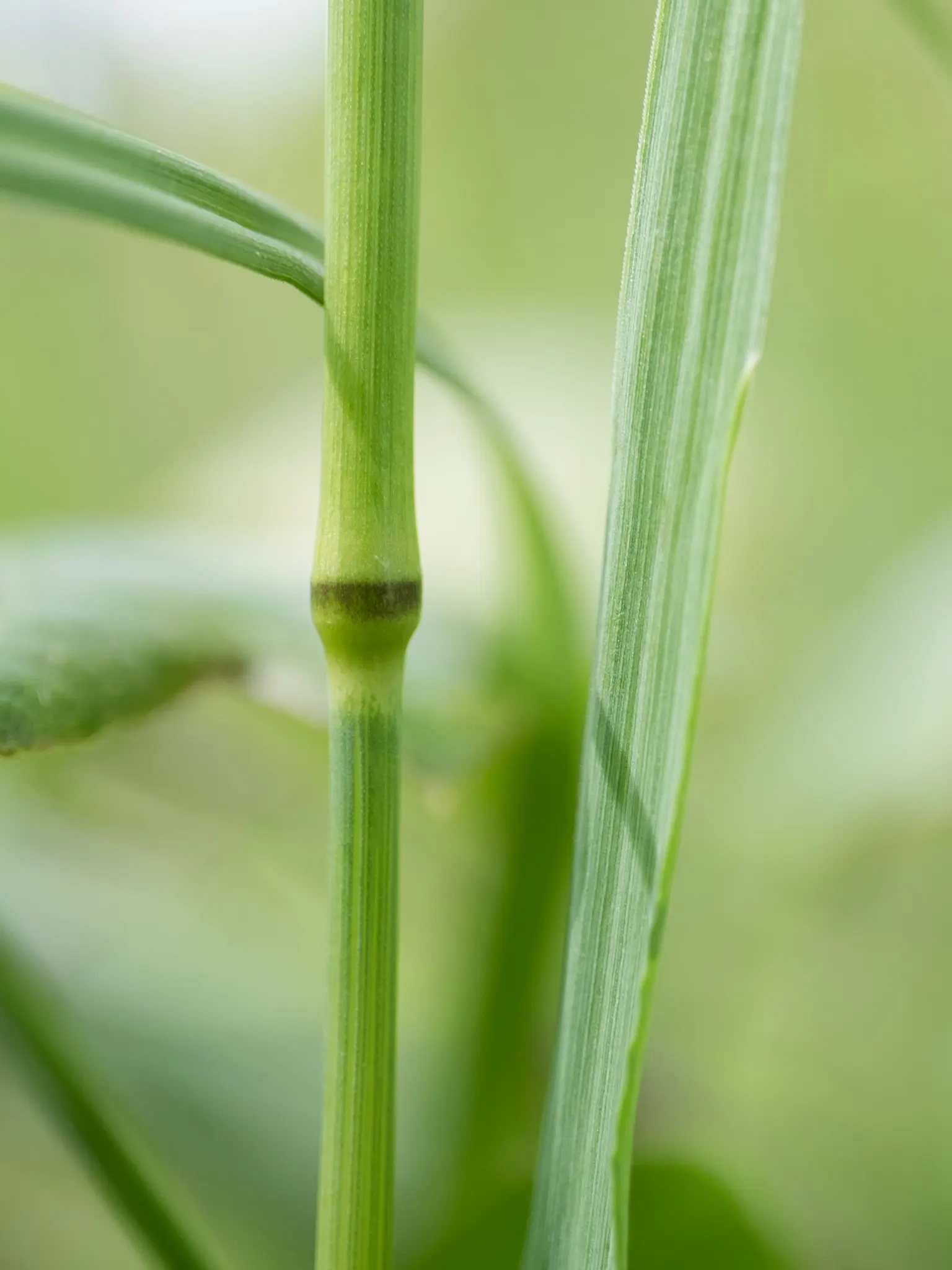 Quaking Grass (Briza Media) — This plant is an excellent choice for adding texture; the flowers transition to a straw color, image 99