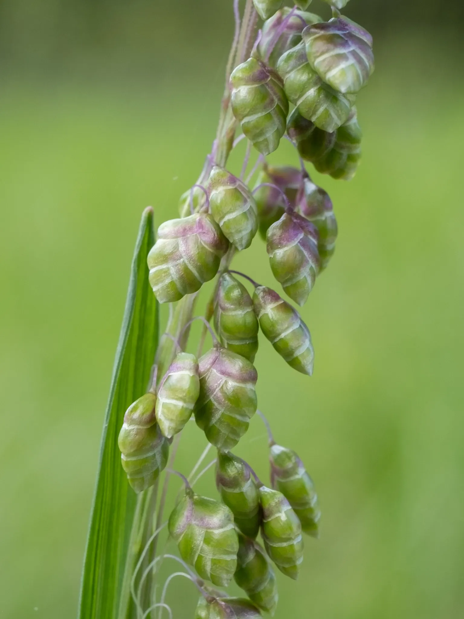 Quaking Grass (Briza Media) — arching stems bear the delicate green to purple flowers from late spring to mid-summer; creating a quivering effect, image 65