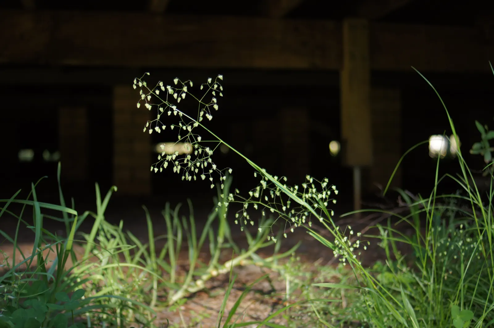 Quaking Grass (Briza Media) — which is beneficial for water conservation in the landscape; grass for full or half