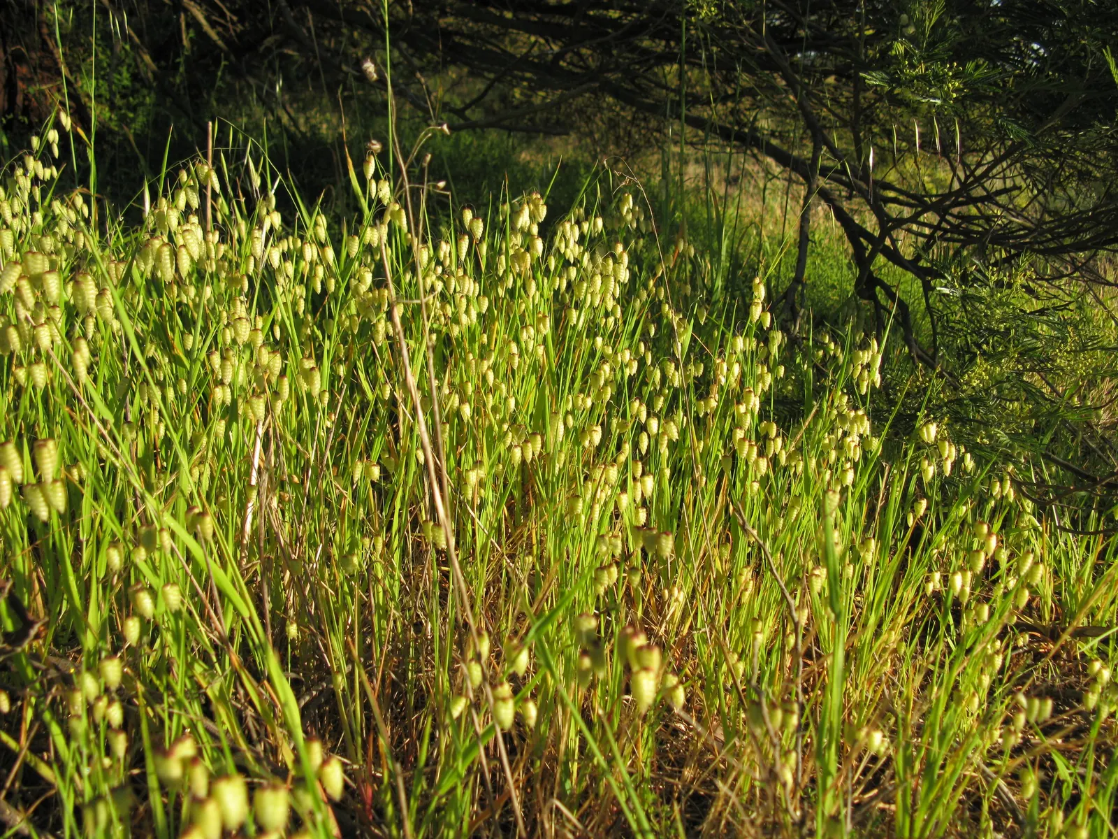 Quaking Grass (Briza Media) — and a naturalistic touch to a garden space; this plant is an excellent choice for adding texture