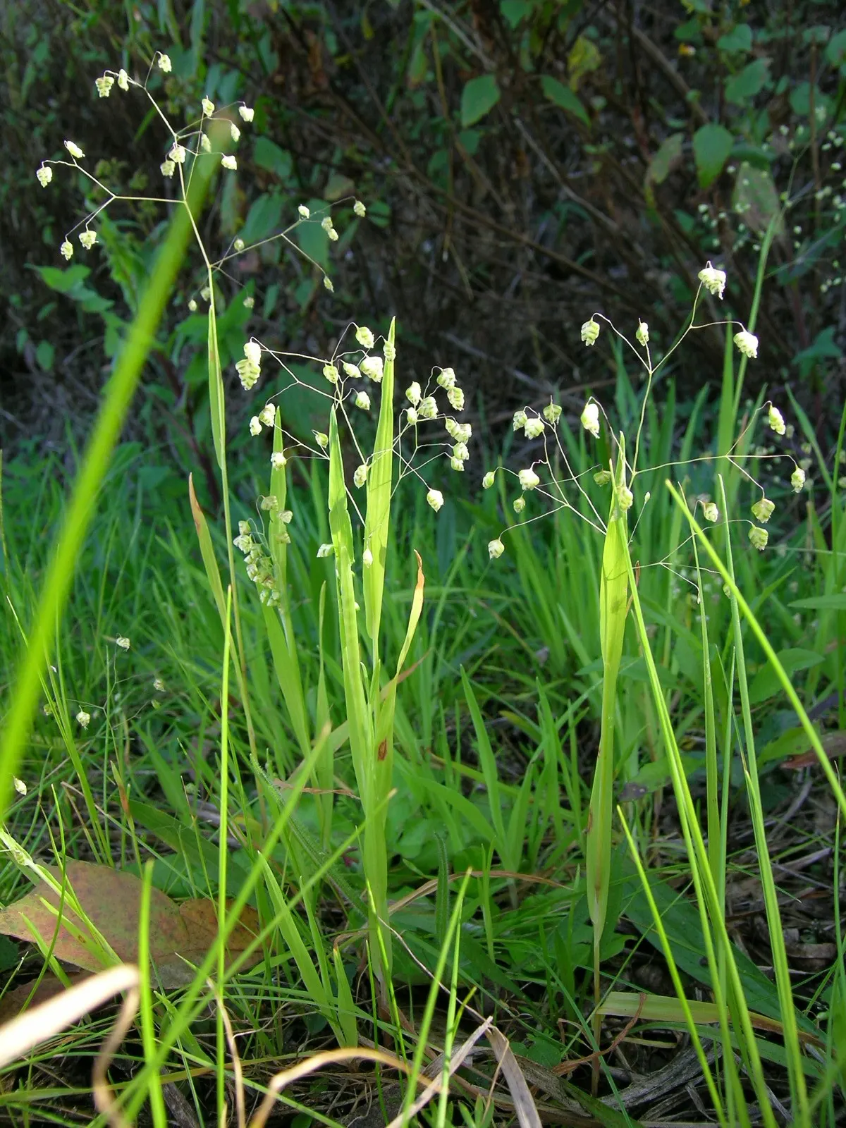 Quaking Grass (Briza Media) — which makes it ideal for use as groundcover or as part of a mixed border.<br><br>Its fine; this perennial reaches 1-2, image 90