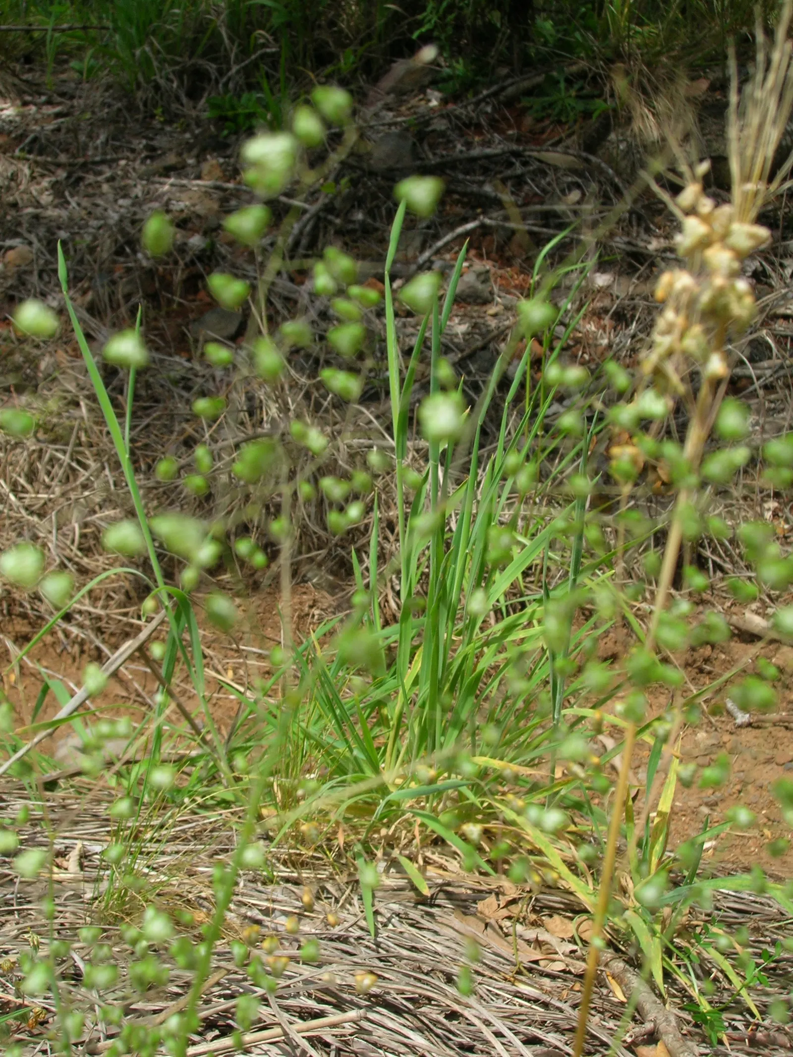 Quaking Grass (Briza Media) — Preferring full sun or partial shade, it's suitable for well-drained soils; grass with gold and green and yellow blooms