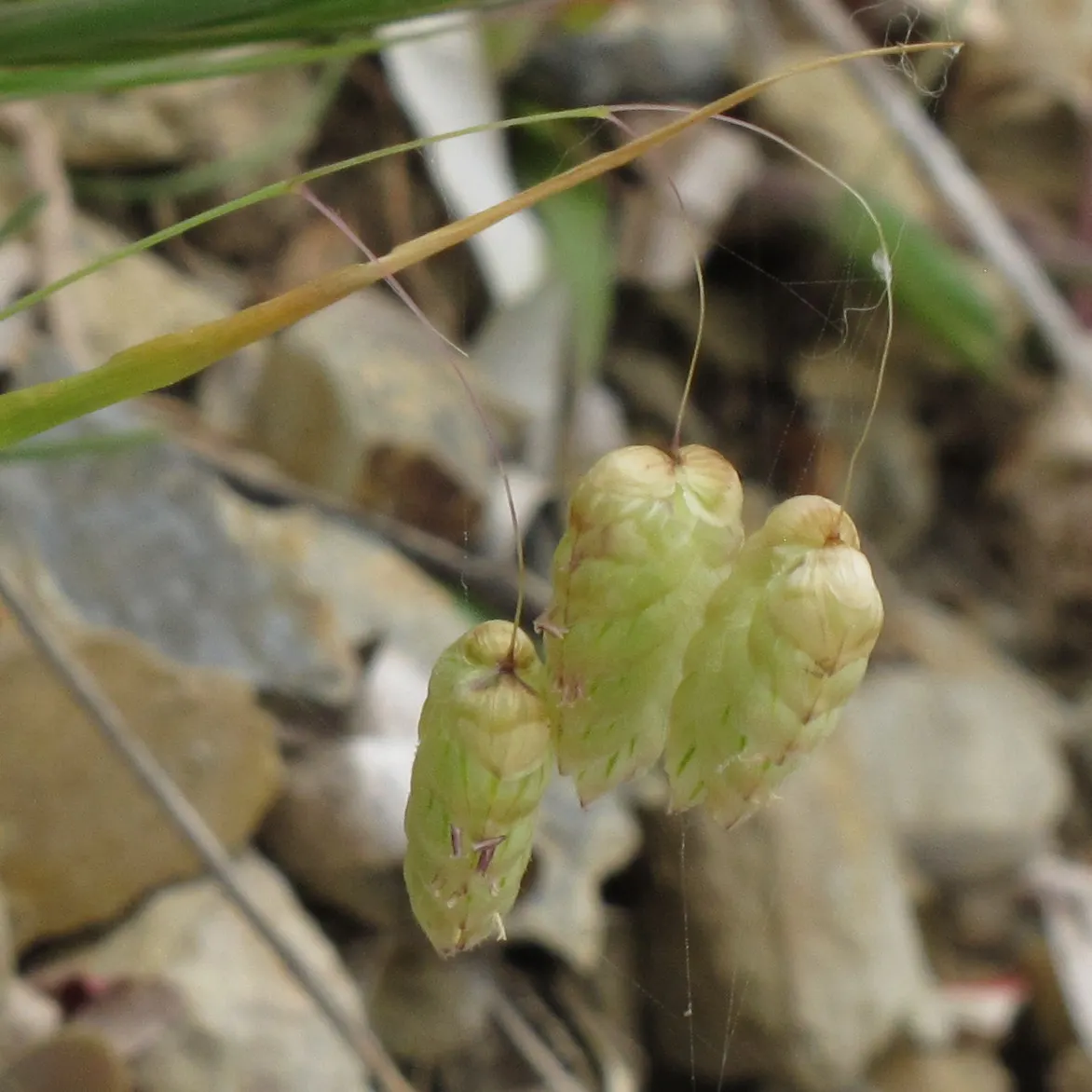 Quaking Grass (Briza Media) — heart-shaped florets that quiver in the breeze; the plant typically grows to a height of 12 to 18 inches, image 132