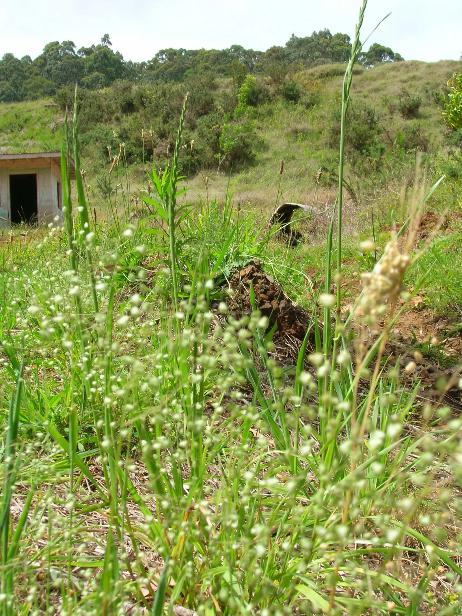 Quaking Grass (Briza Media) — scientifically named Briza media; with minimal maintenance requirements, it only requires cutting back in early, image 85