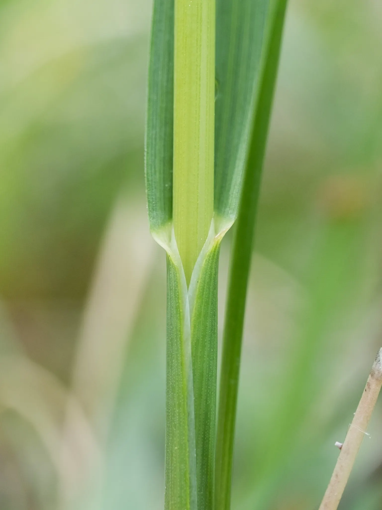 Quaking Grass (Briza Media) — This grass is named for its distinctive heart-shaped florets; also revered as 'Common Quaking Grass', image 112