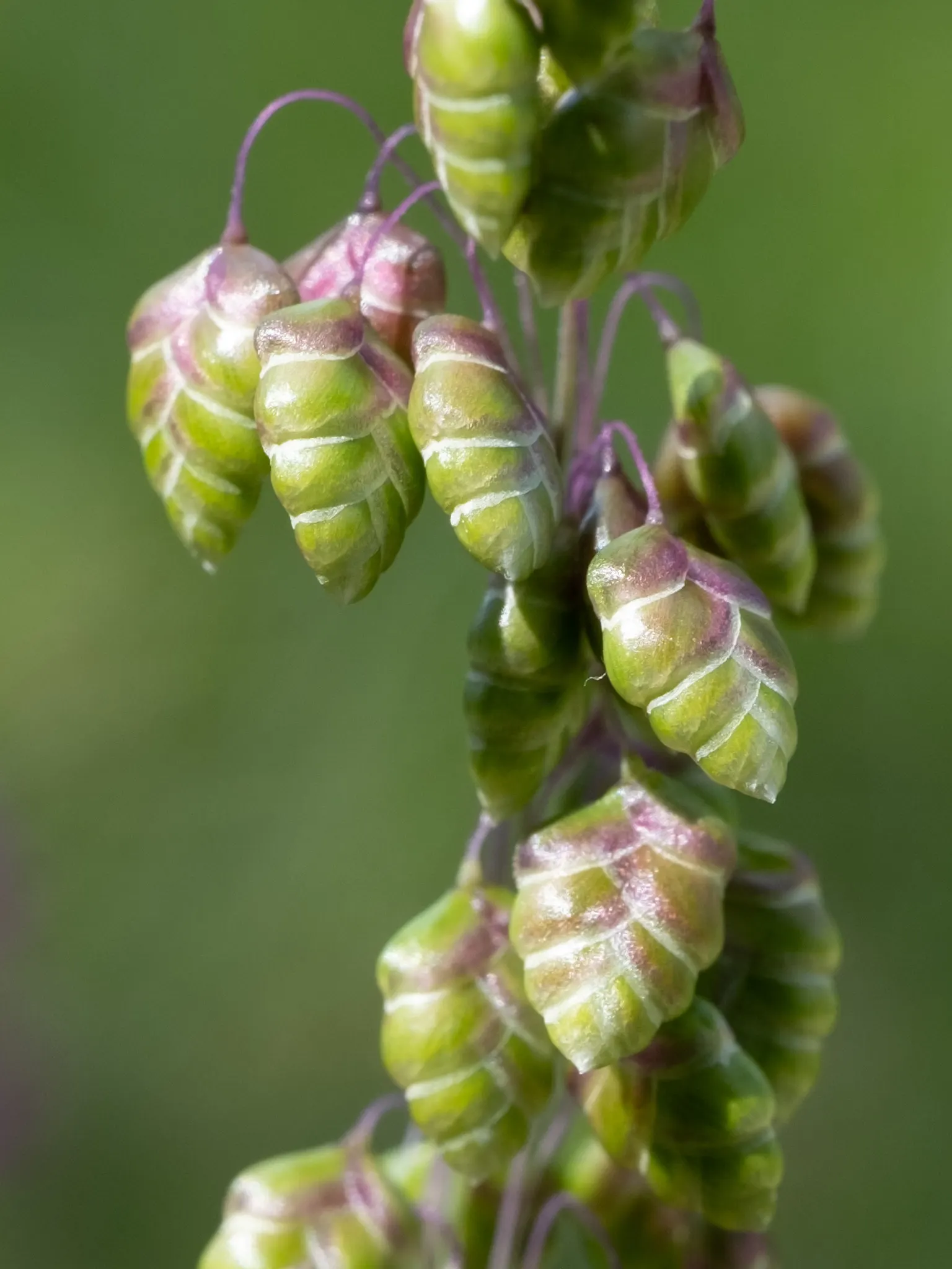 Quaking Grass (Briza Media) — gold and green and yellow flowers in the garden