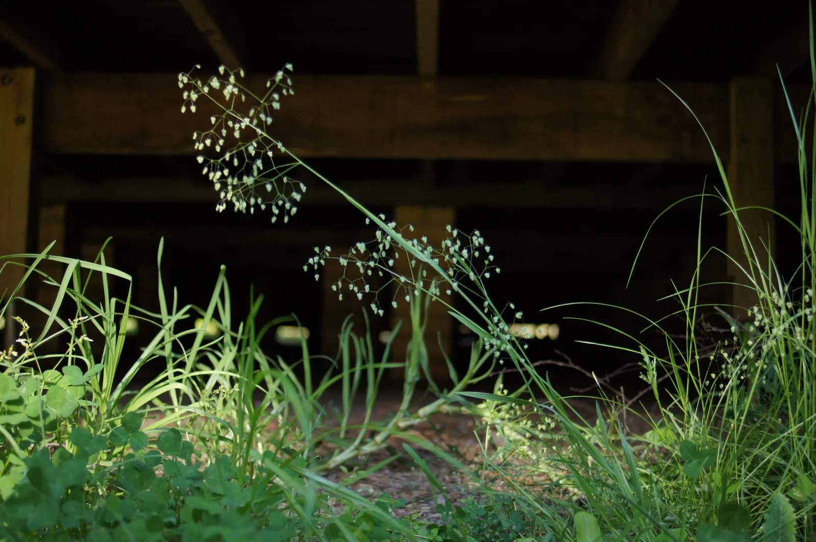 Quaking Grass (Briza Media) — Quaking Grass is also drought-tolerant once established; which is beneficial for water conservation in the landscape