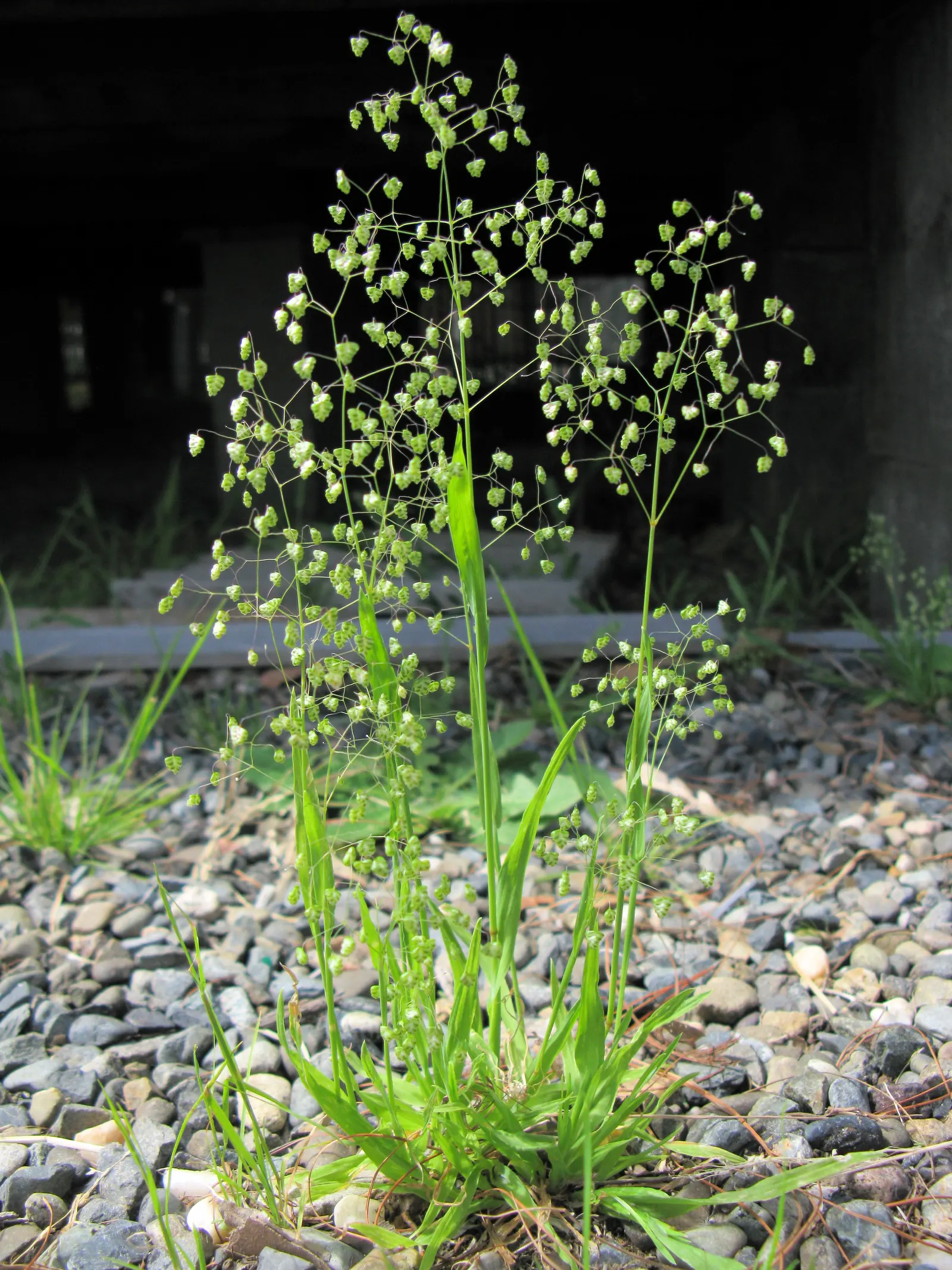 Quaking Grass (Briza Media) — This grass is a charming choice for naturalistic and meadow-style landscapes; green hue with minimal maintenance, image 83