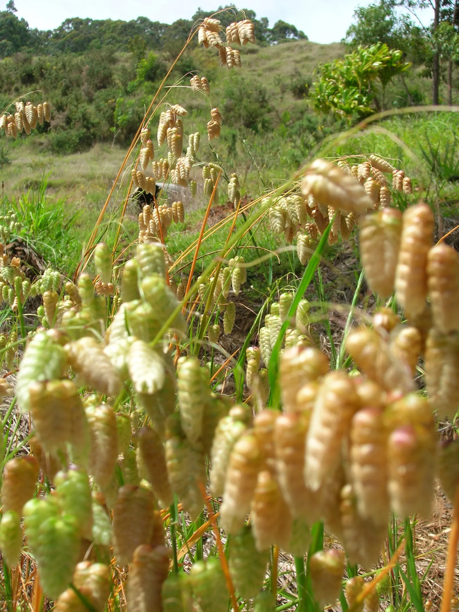Quaking Grass (Briza Media) — Preferring full sun or partial shade, it's suitable for well-drained soils; grass with gold and green and yellow, image 56