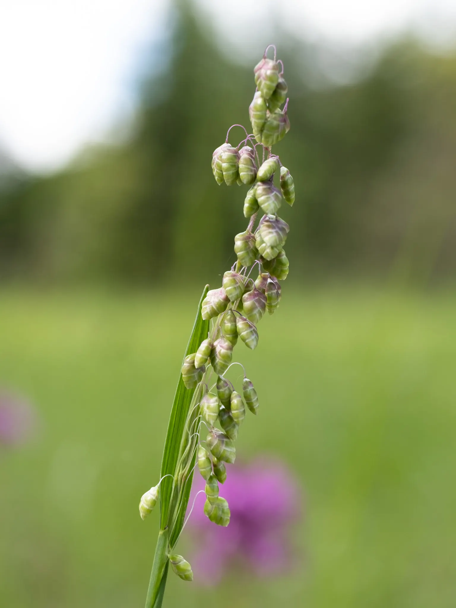 Quaking Grass (Briza Media) — creating a quivering effect that is both soothing and visually engaging