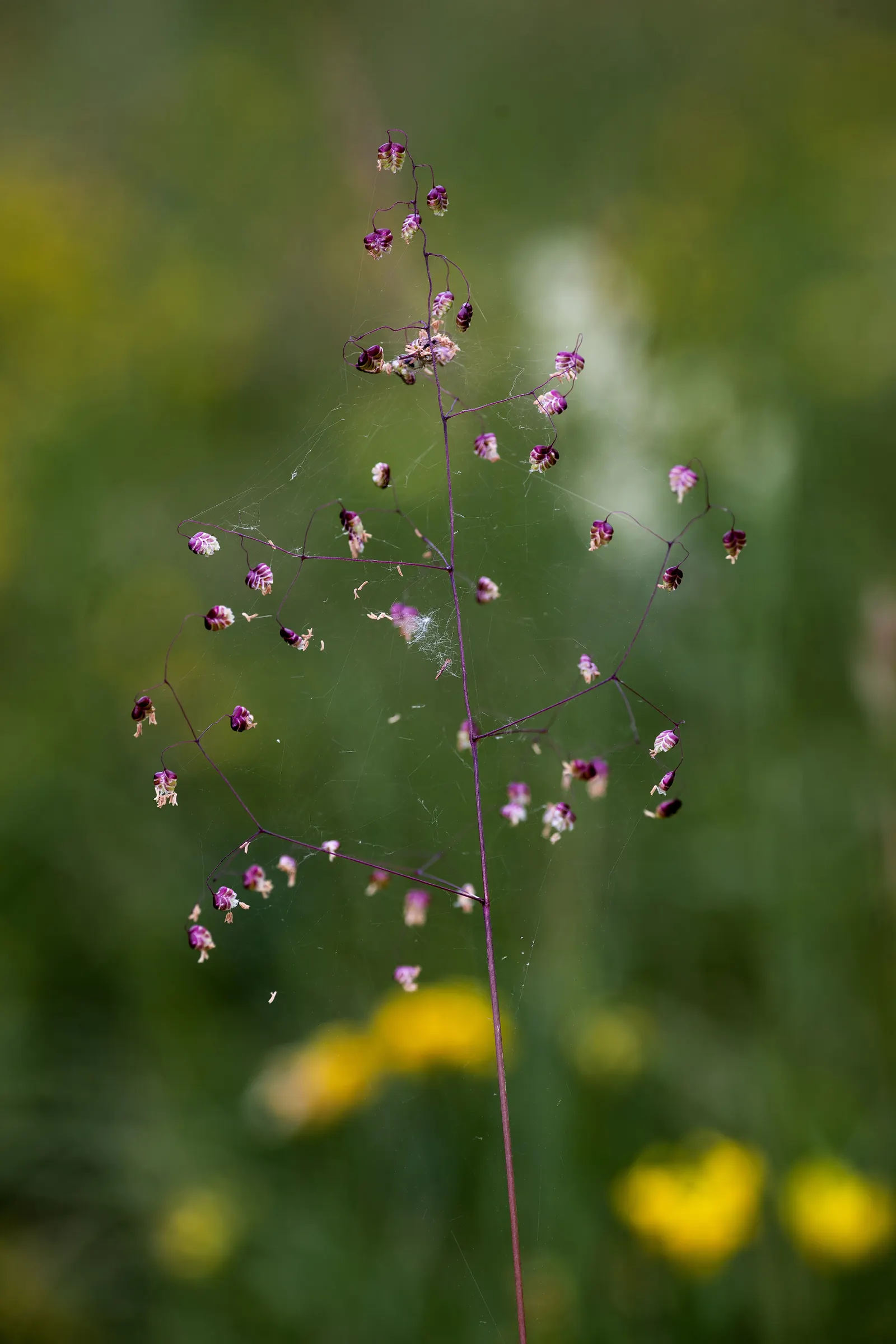 Quaking Grass (Briza Media) — and a naturalistic touch to a garden space; this plant is an excellent choice for adding texture, image 100