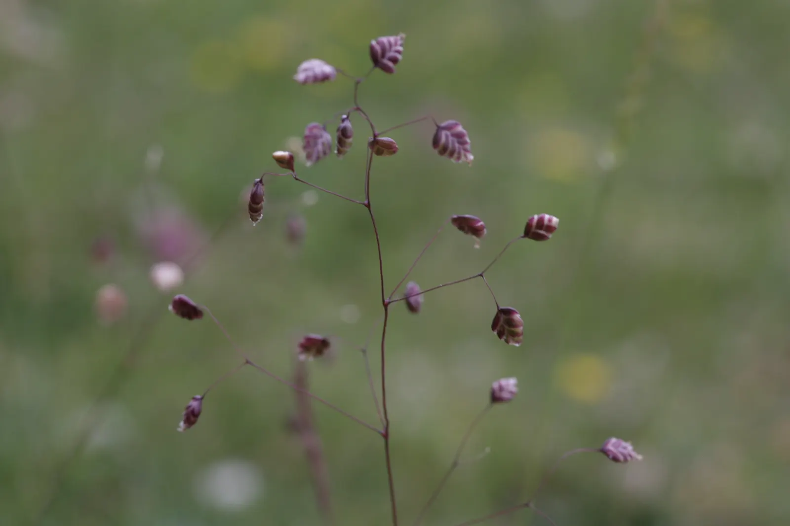Quaking Grass (Briza Media) — creating a quivering effect that is both soothing and visually engaging; adding visual interest even in the dormant, image 114